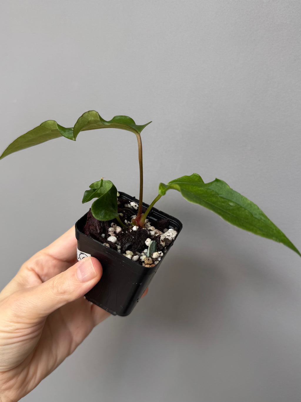 Anthurium Subsignatum Velvet x Ralph Lynam clone (#1) (by mathiuxaroid)
