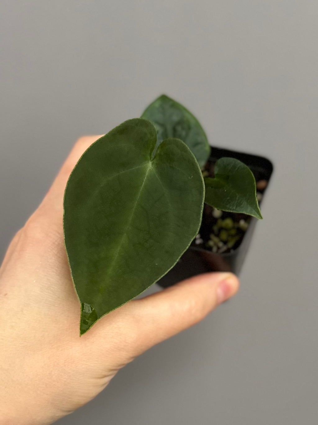Anthurium forgetii df x papillilaminumX (by formundflora)
