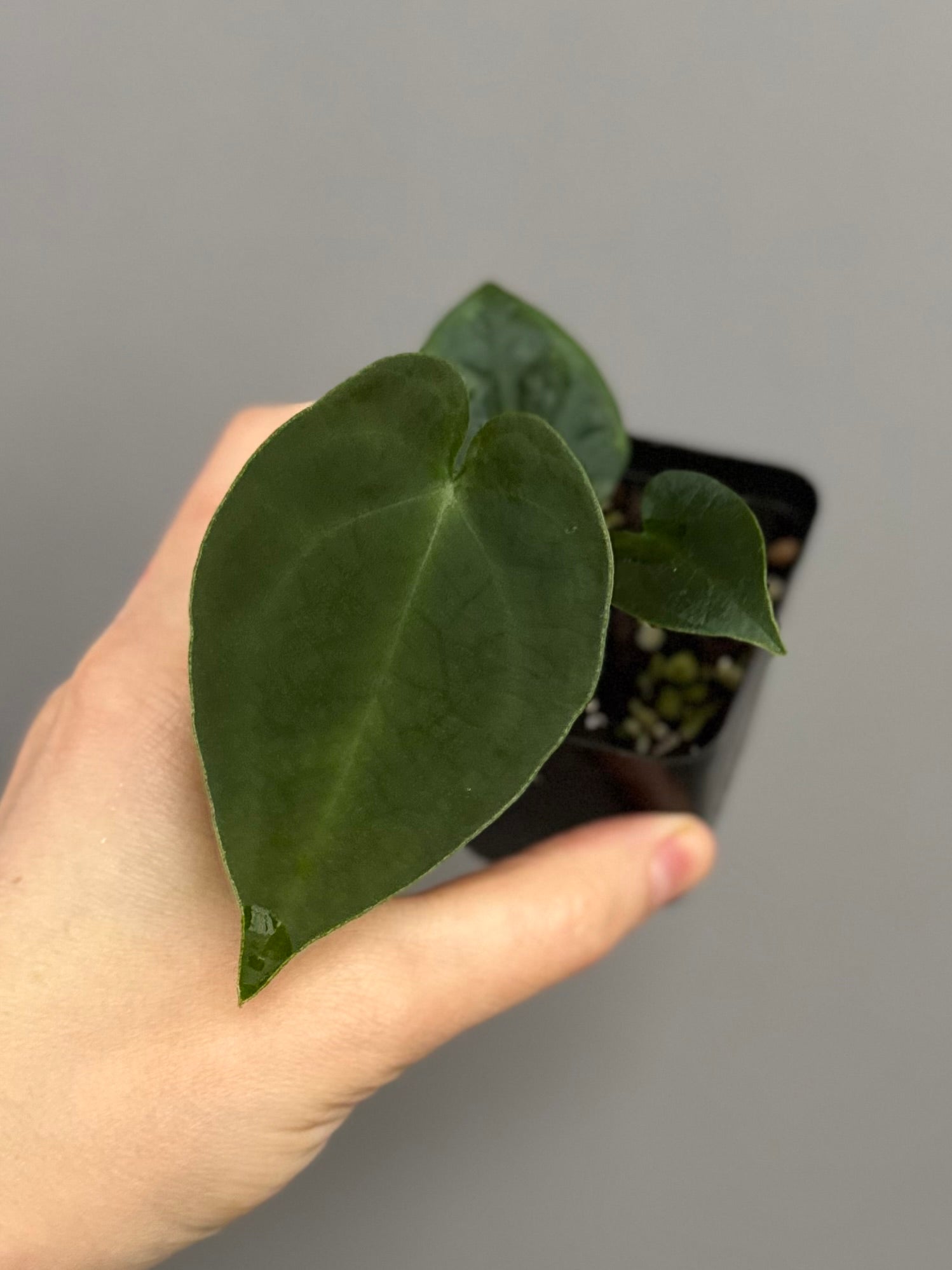 Anthurium forgetii df x papillilaminumX (by formundflora)