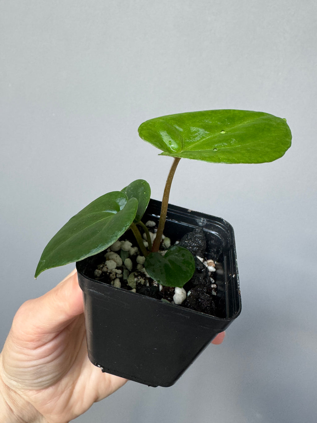 Anthurium (NSE Red Crystallinum x Carla) x RVDP
