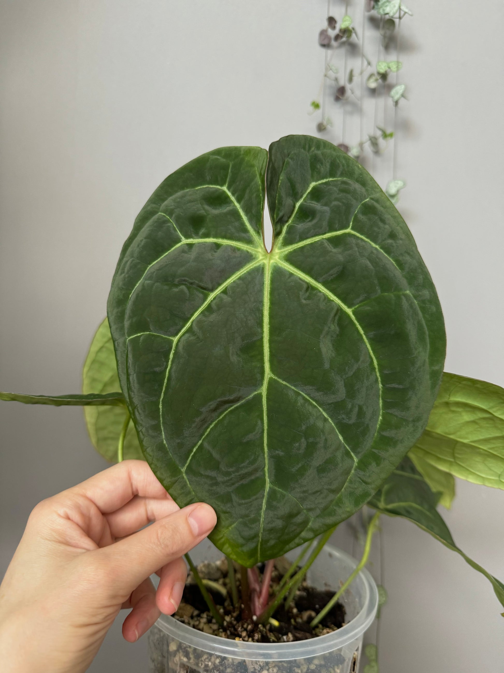 Anthurium NoID x (AOS x forgetii) - seedlinge