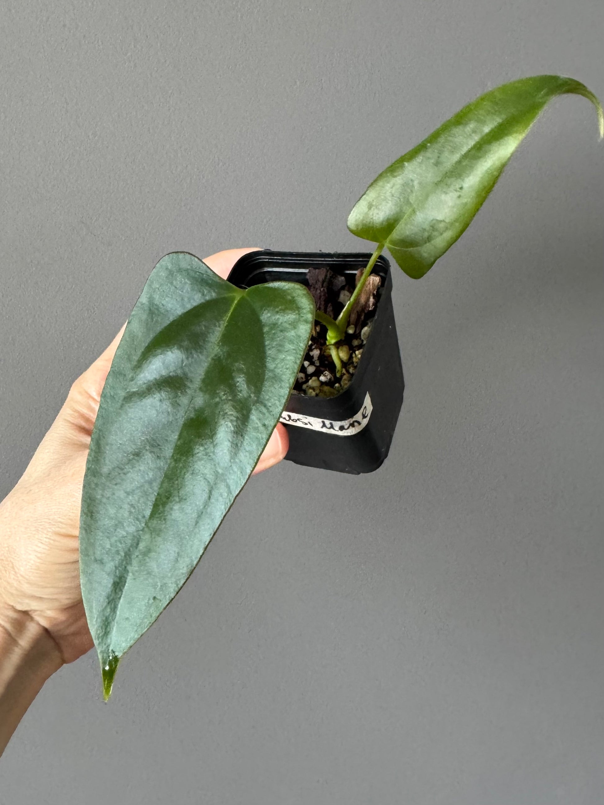Anthurium Subsignatum x papillilaminum ‚Marie‘
