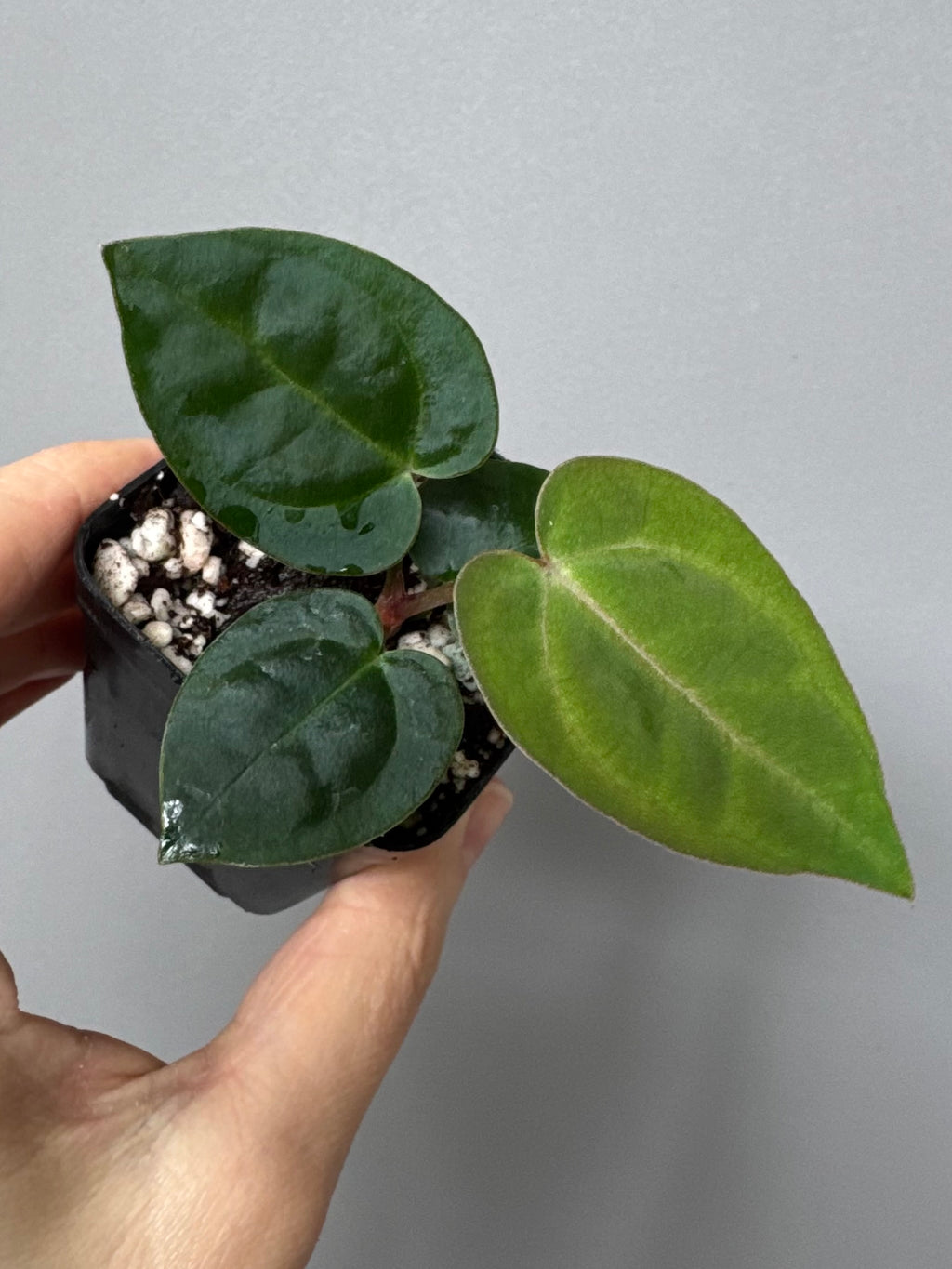 Anthurium Michelle x (AOS x Carlablackiae)