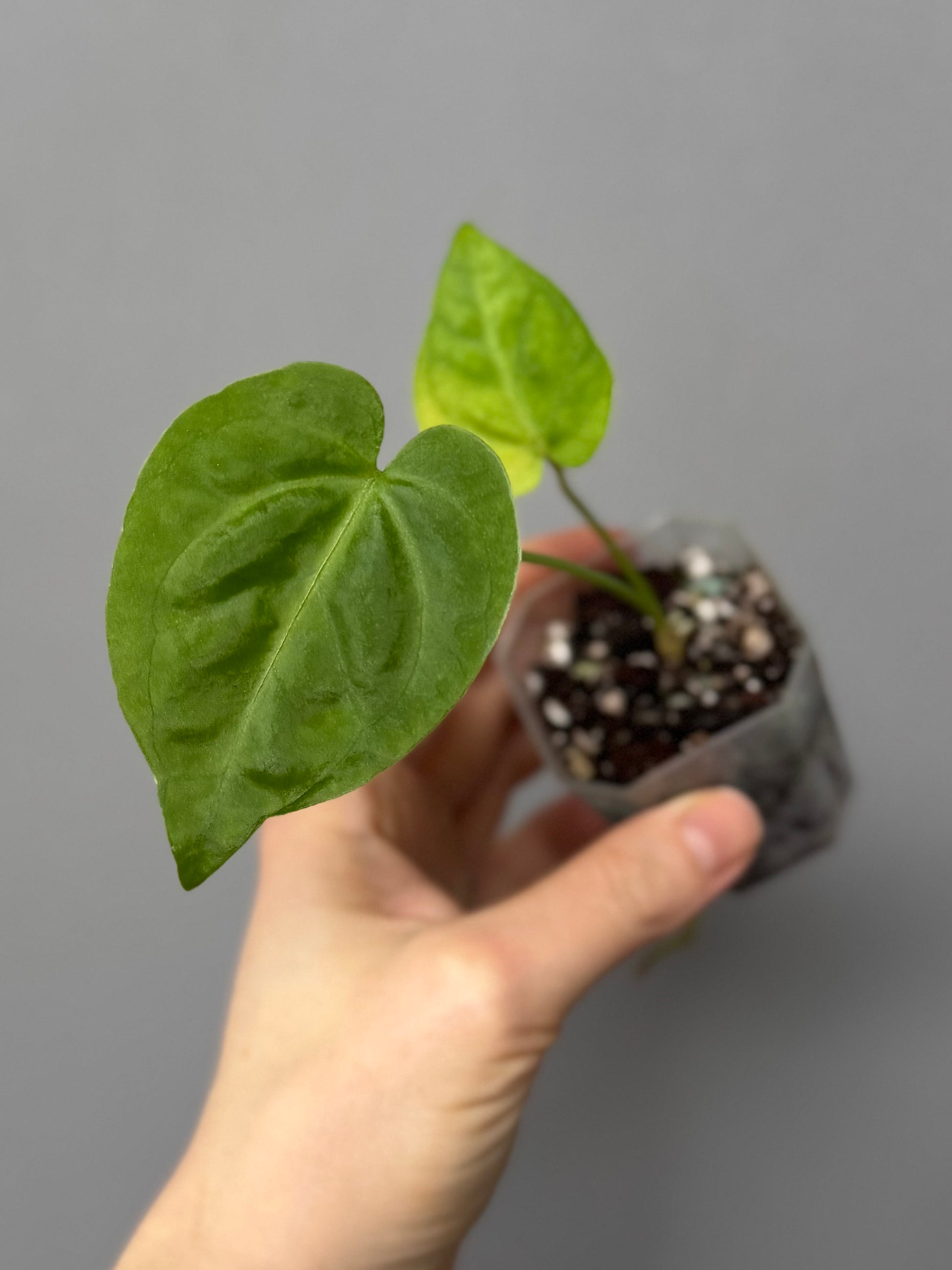 Anthurium besseae true form