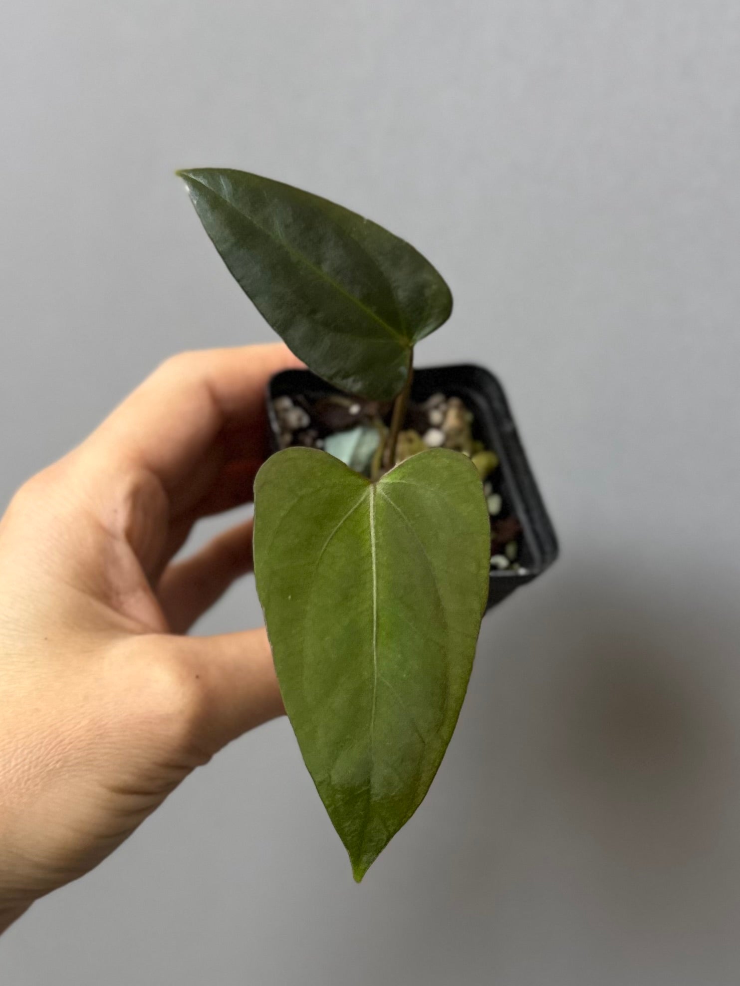 Anthurium Mr. Worldwide x (RG dress x Carla ‘Amanda’) (#2)