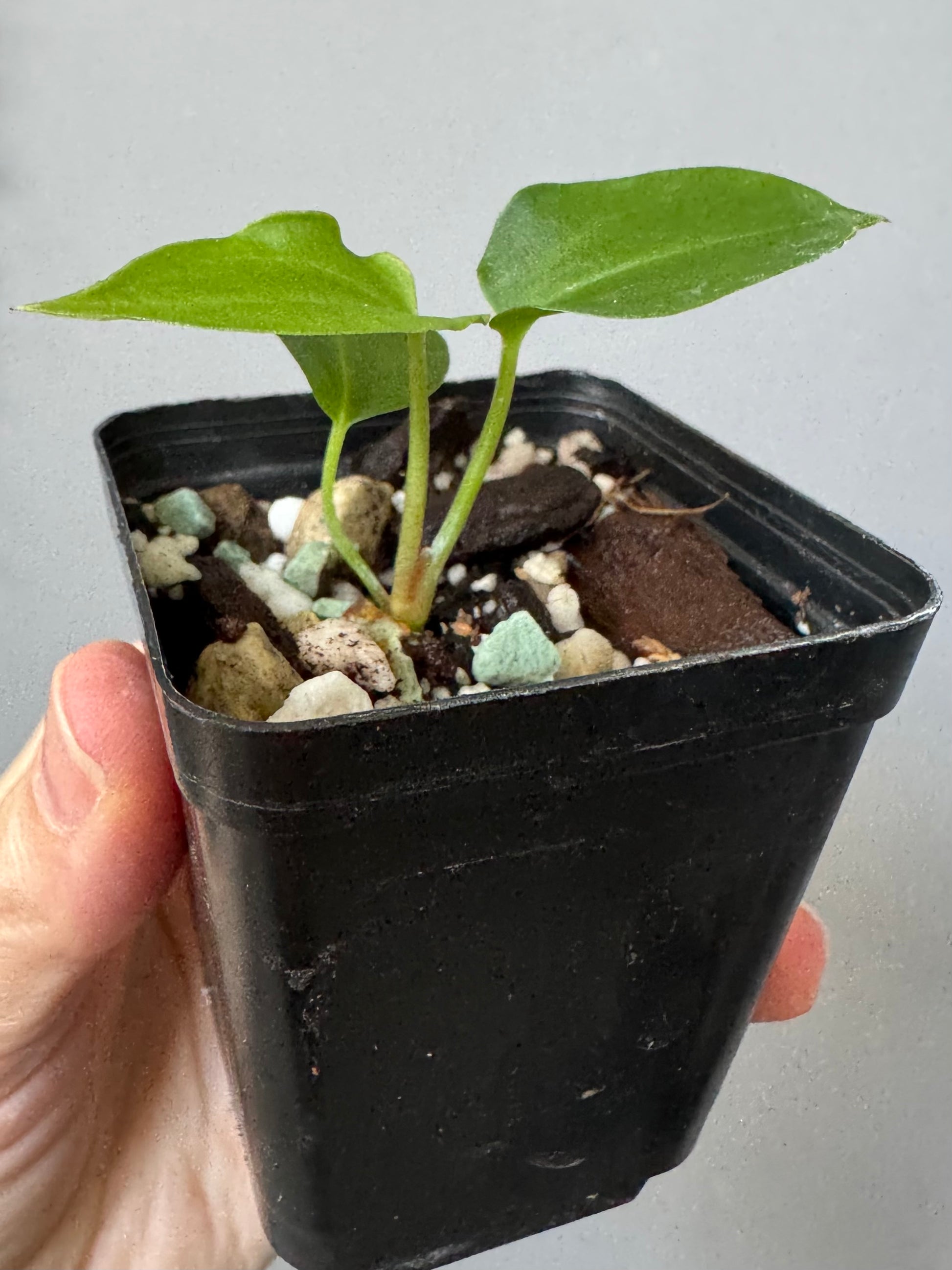 Anthurium papillilaminum x Darkest Panama (#2)