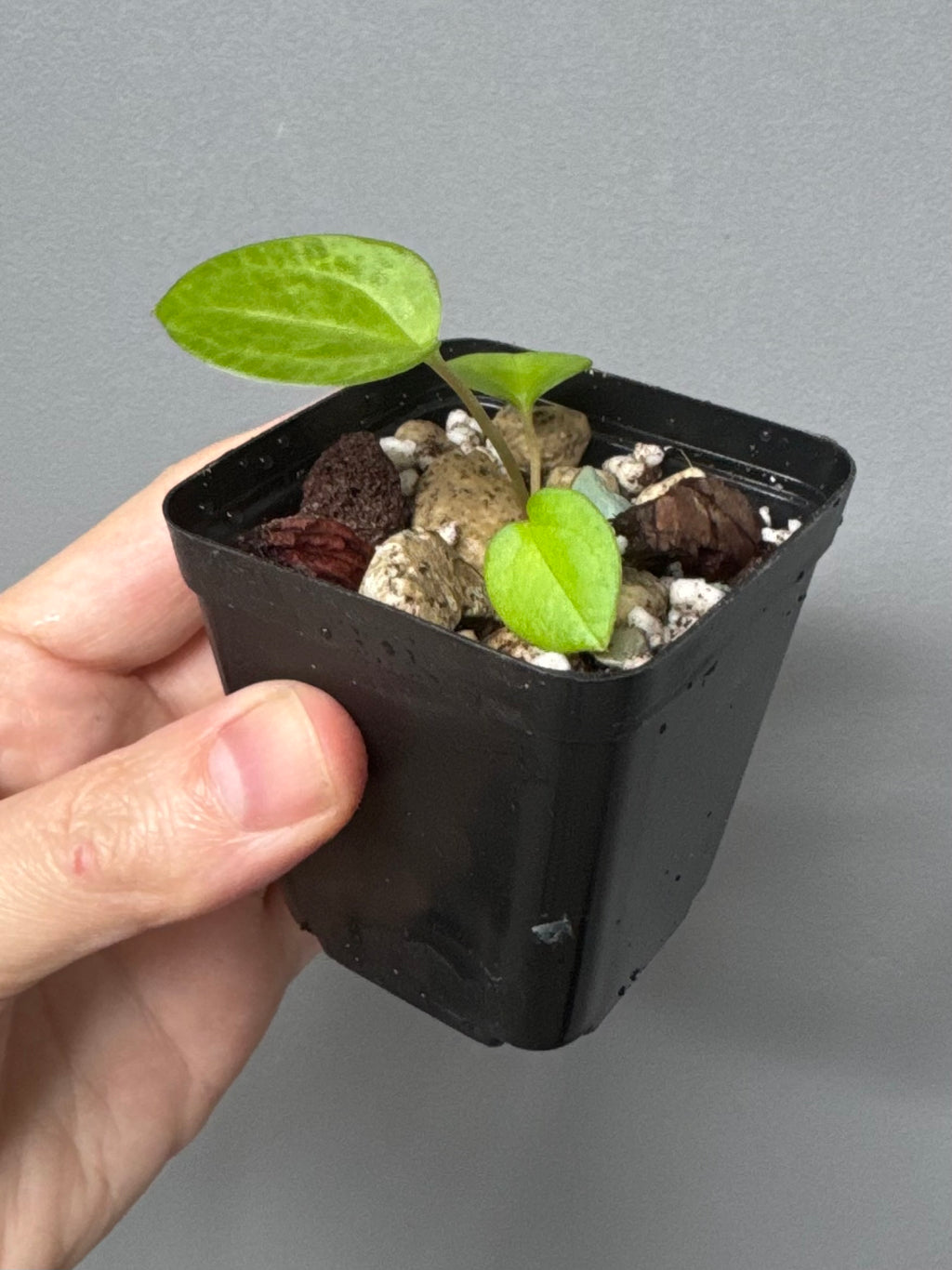 Anthurium NSE Carlablackiae x kunayalense (#1)