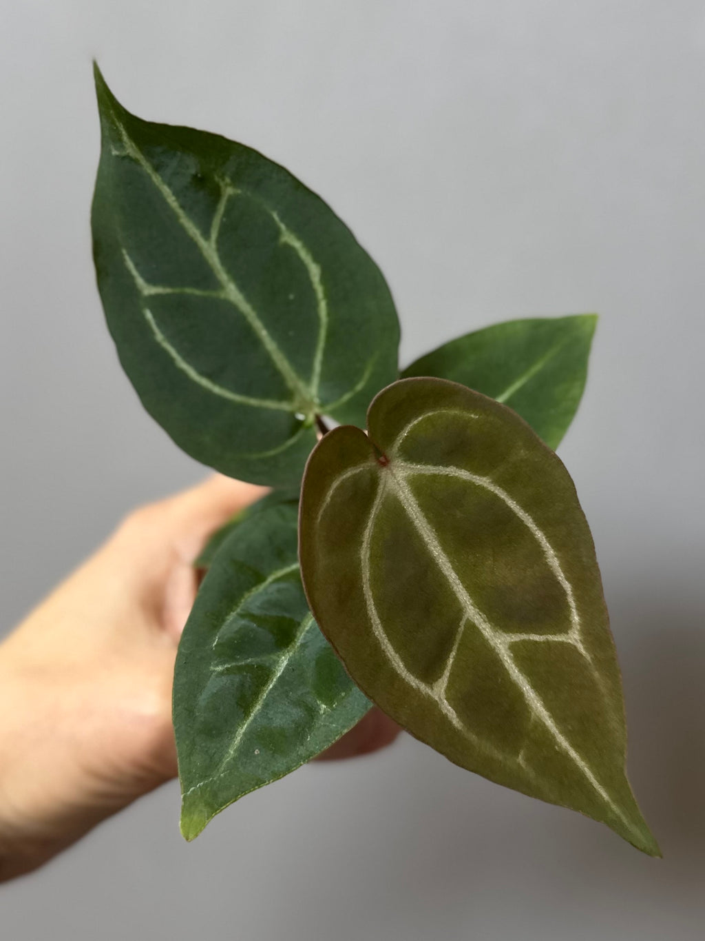 Anthurium crystallinum x (NSE Red Crystallinum x Carlablackiae)