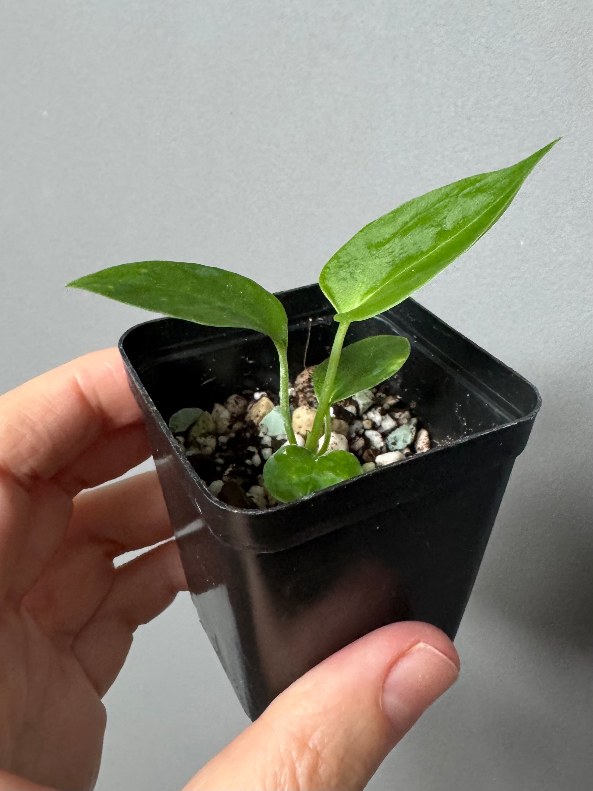 (Papillilaminum Daniel x Besseae aff.) x warocqueanum (seedling 1)