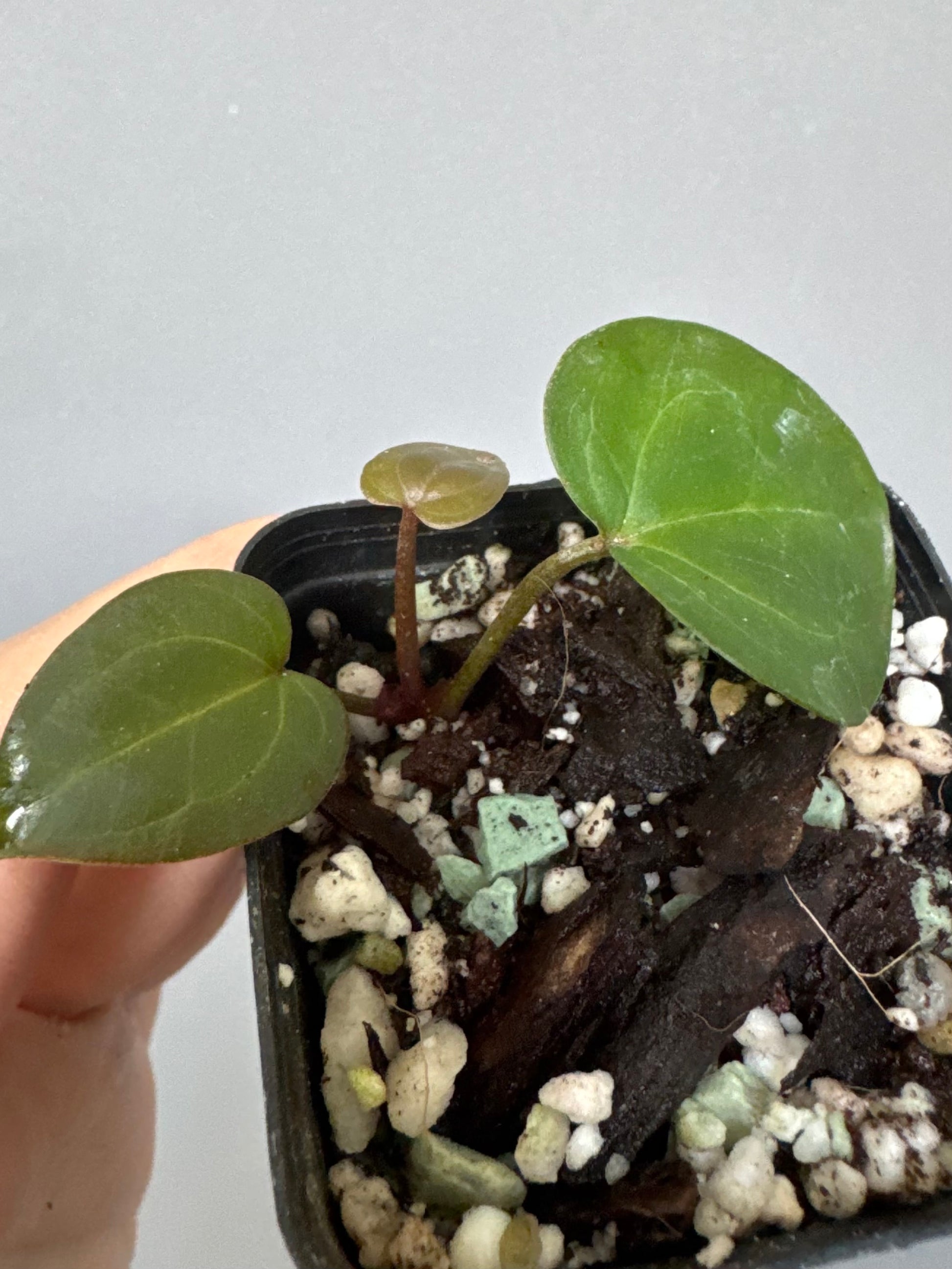 Anthurium AOS df Tezula x ZxM selected (by variegated_stringray)