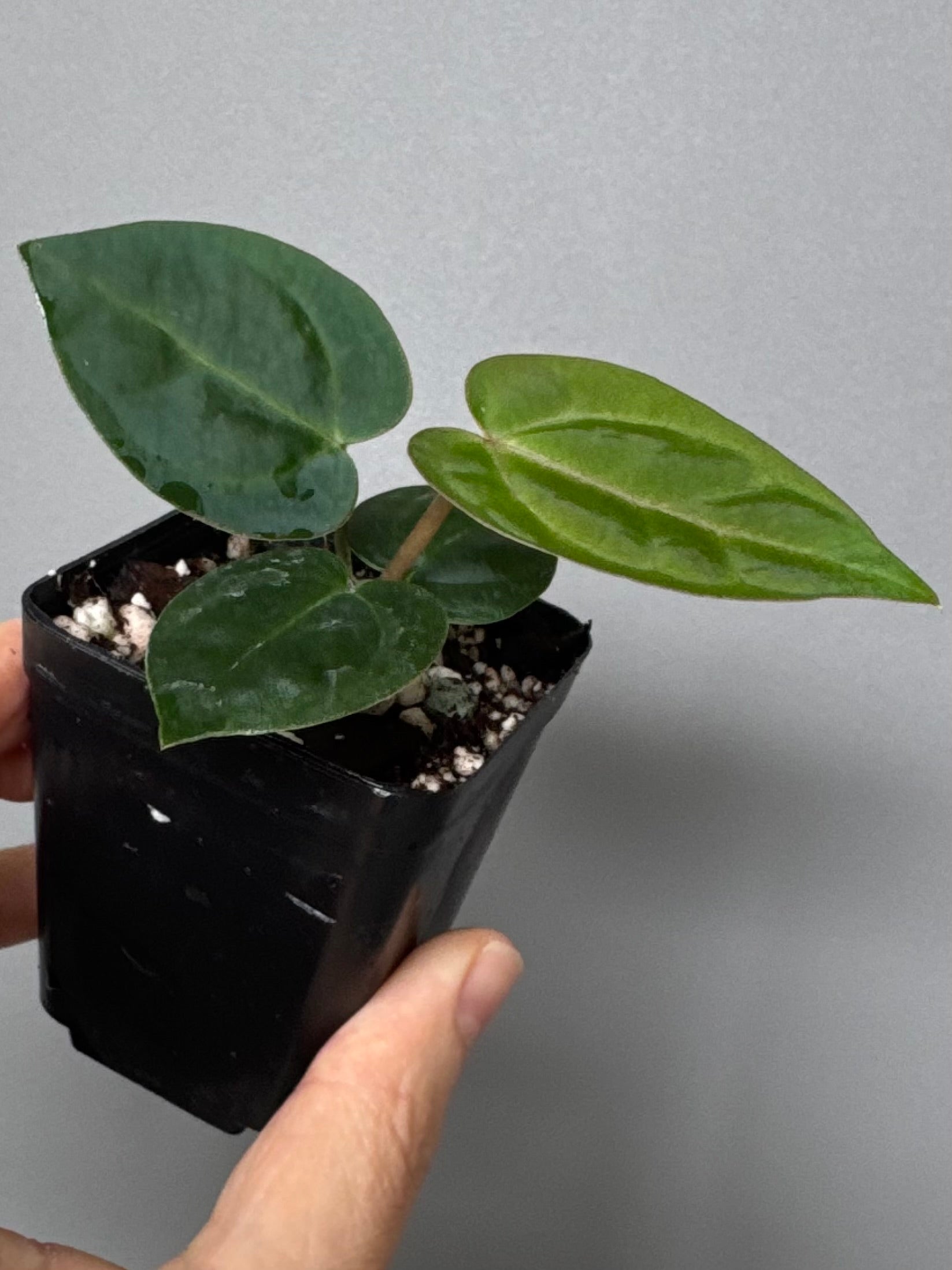 Anthurium Michelle x (AOS x Carlablackiae)