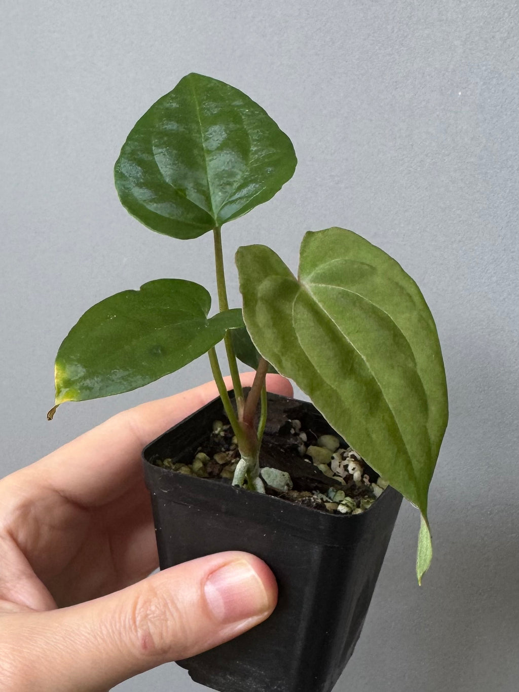 Anthurium Besseae aff. x RVDP