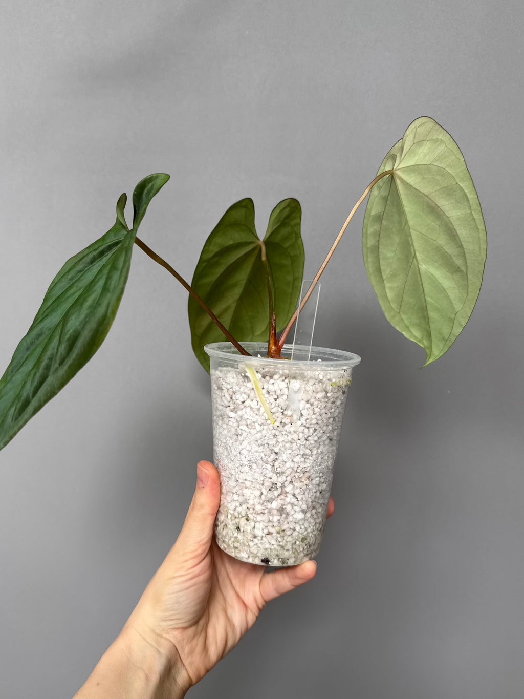 Anthurium (BVEP x portillae ‚Dorito‘) X papillilaminum H1 – top cutting
