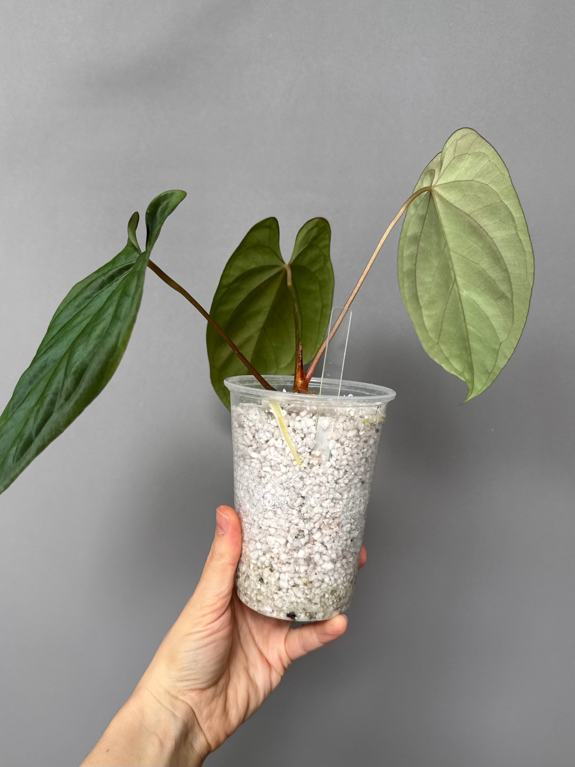 Anthurium (BVEP x portillae ‚Dorito‘) X papillilaminum H1 – top cutting