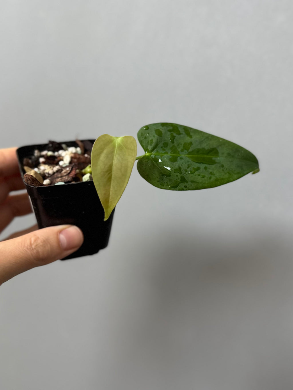 Anthurium CrystallinumX x Indo Portillae