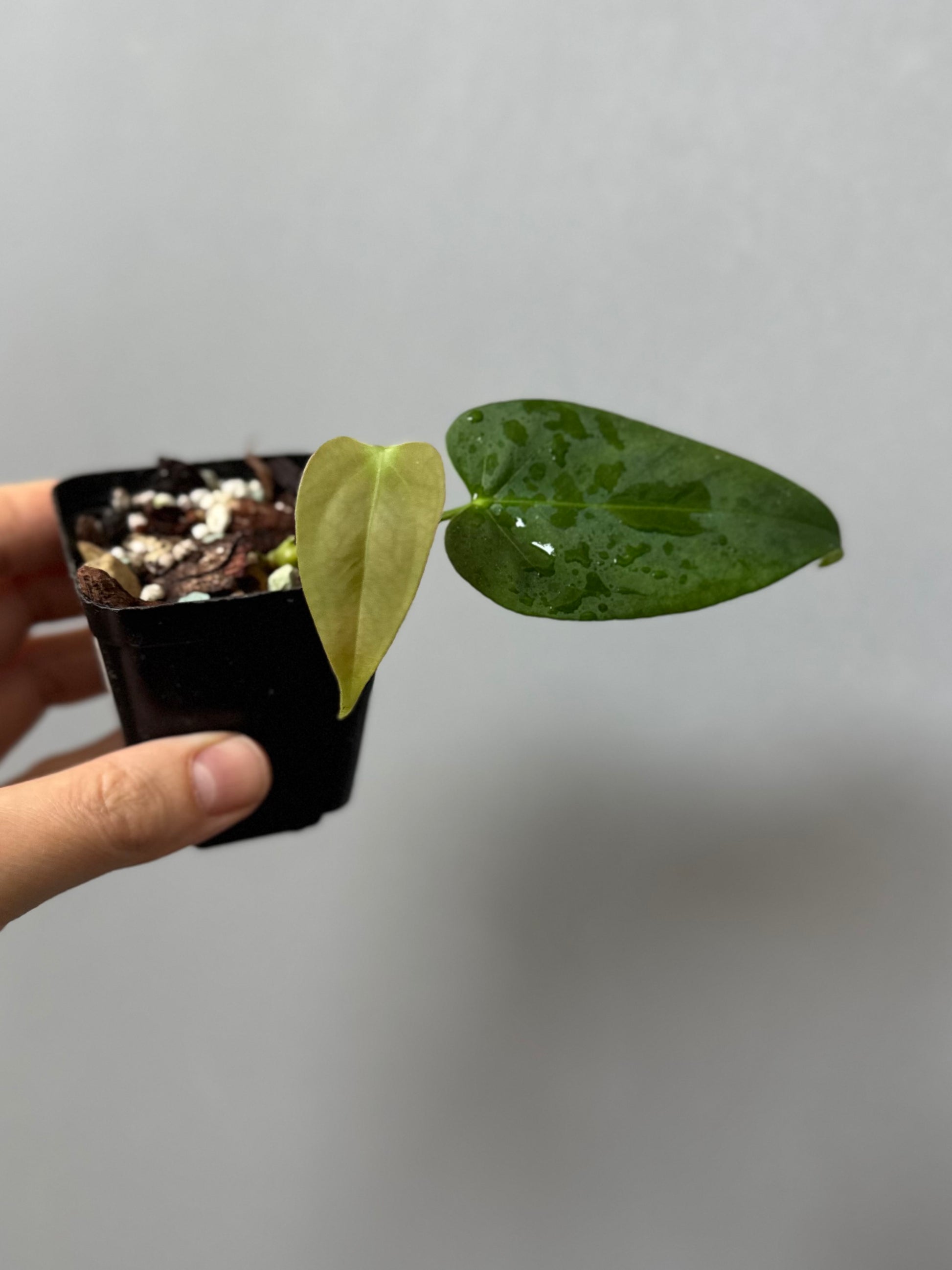 Anthurium CrystallinumX x Indo Portillae