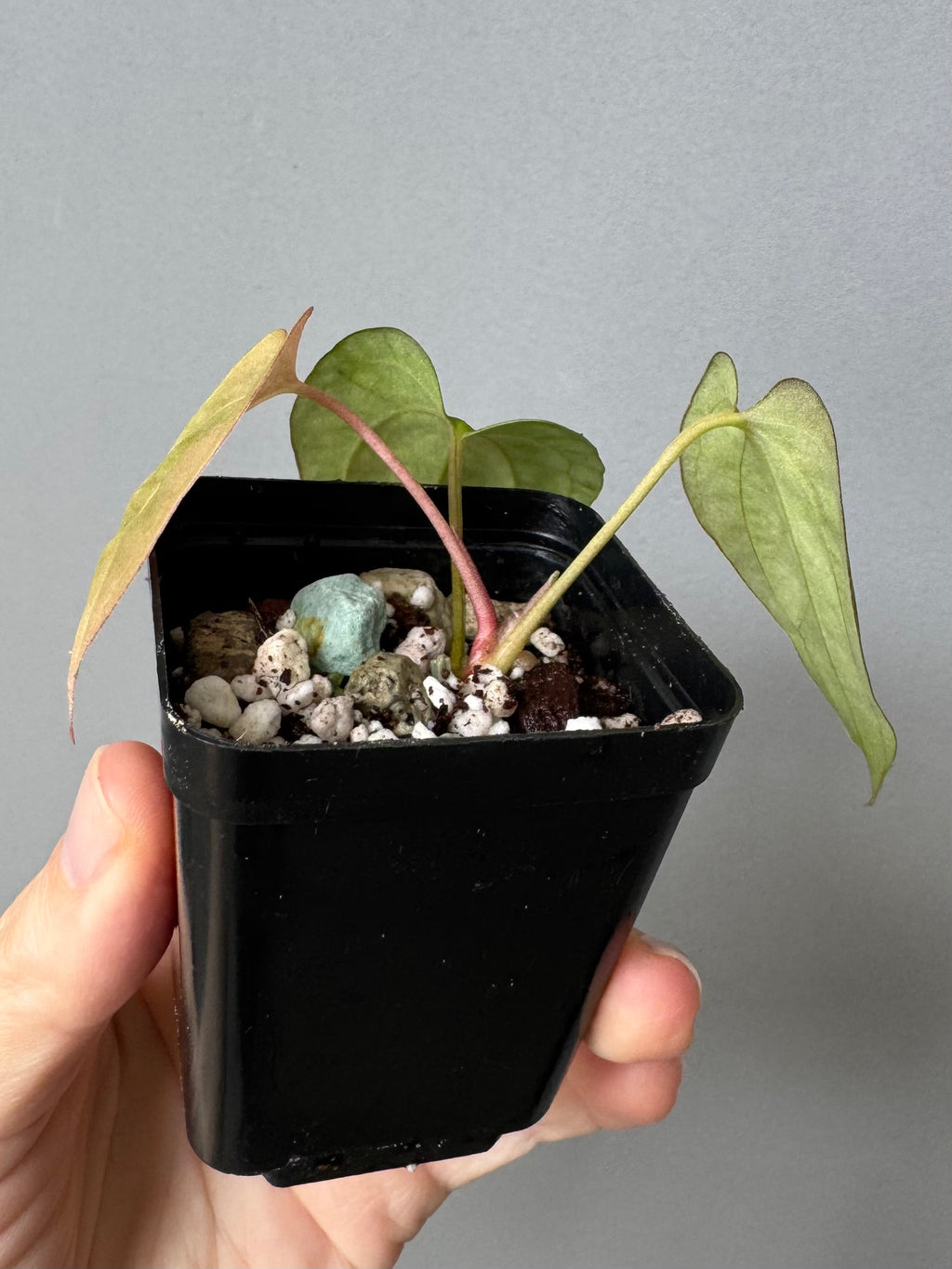 Anthurium Papillilaminum Gatorbod F2