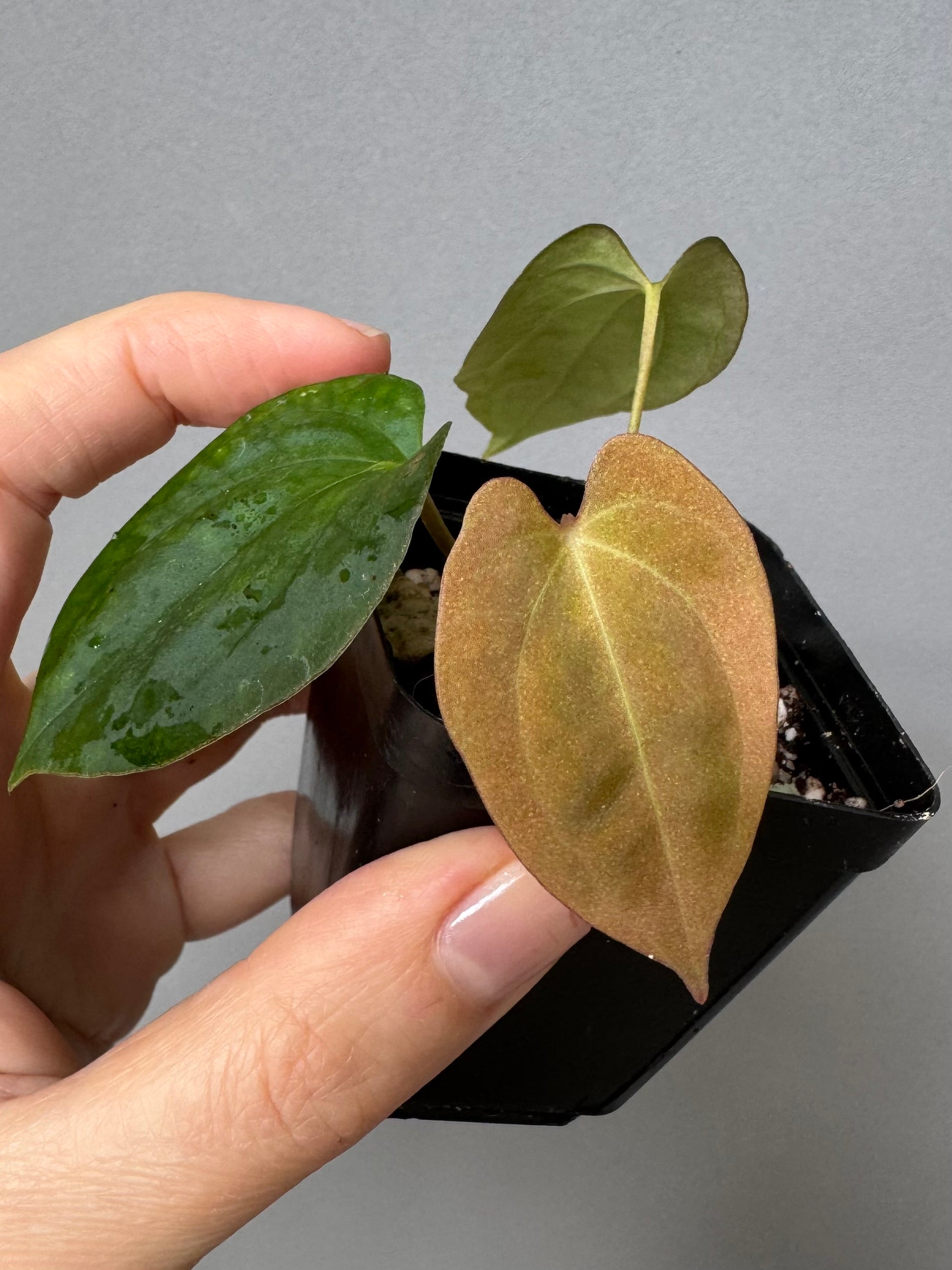 Anthurium Papillilaminum Gatorbod F2