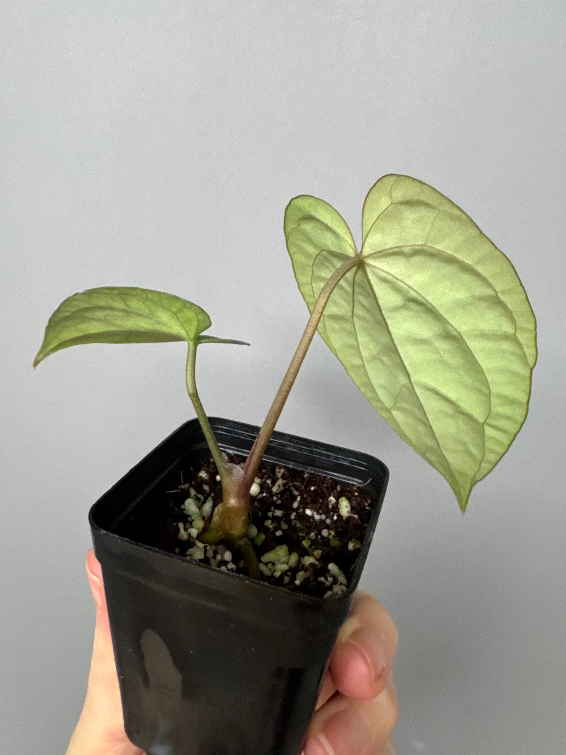 Anthurium Tezula AOS df x BVEP neon (Sarah/botanophile)