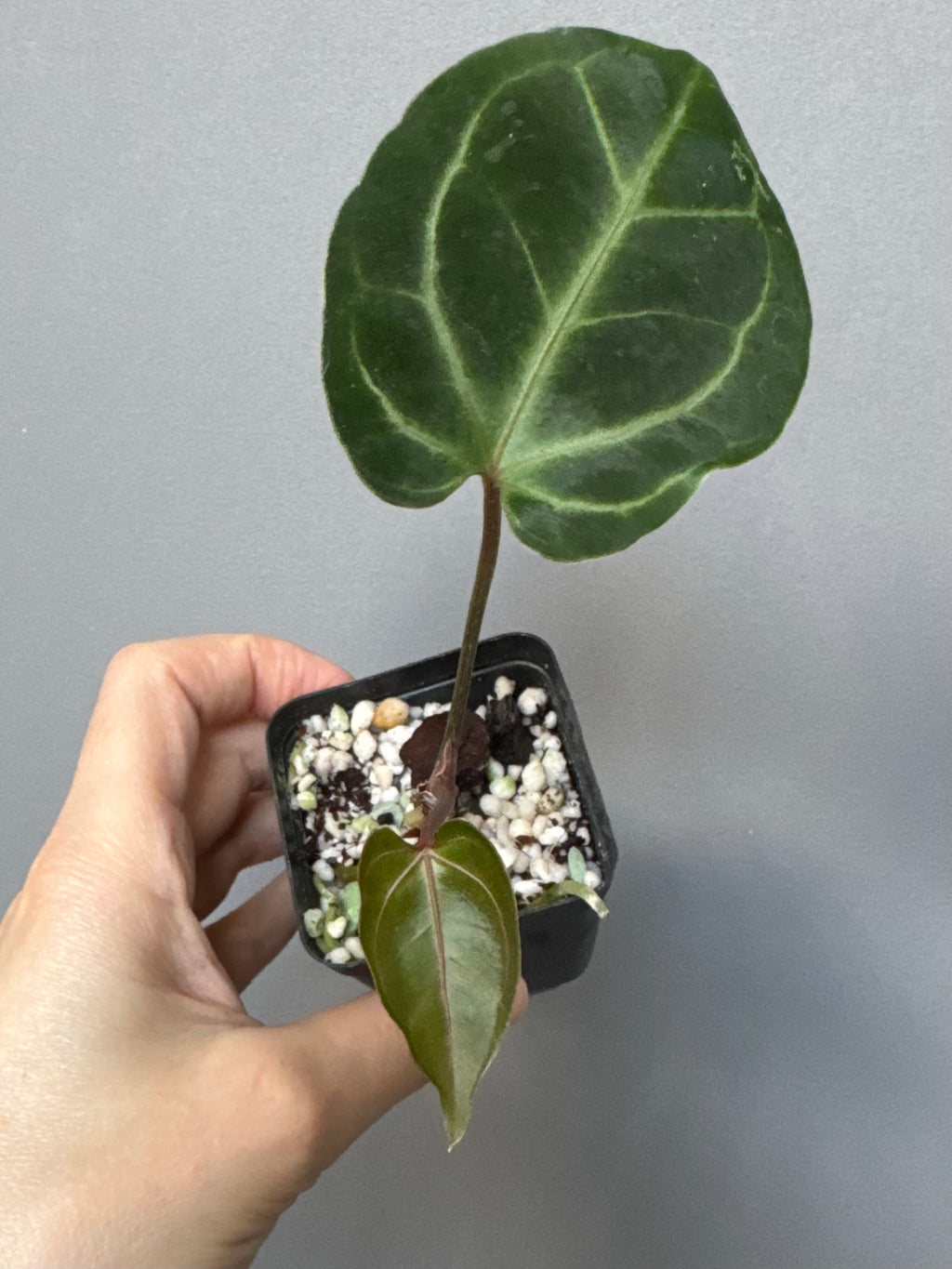 Anthurium Besseae aff. (#3)