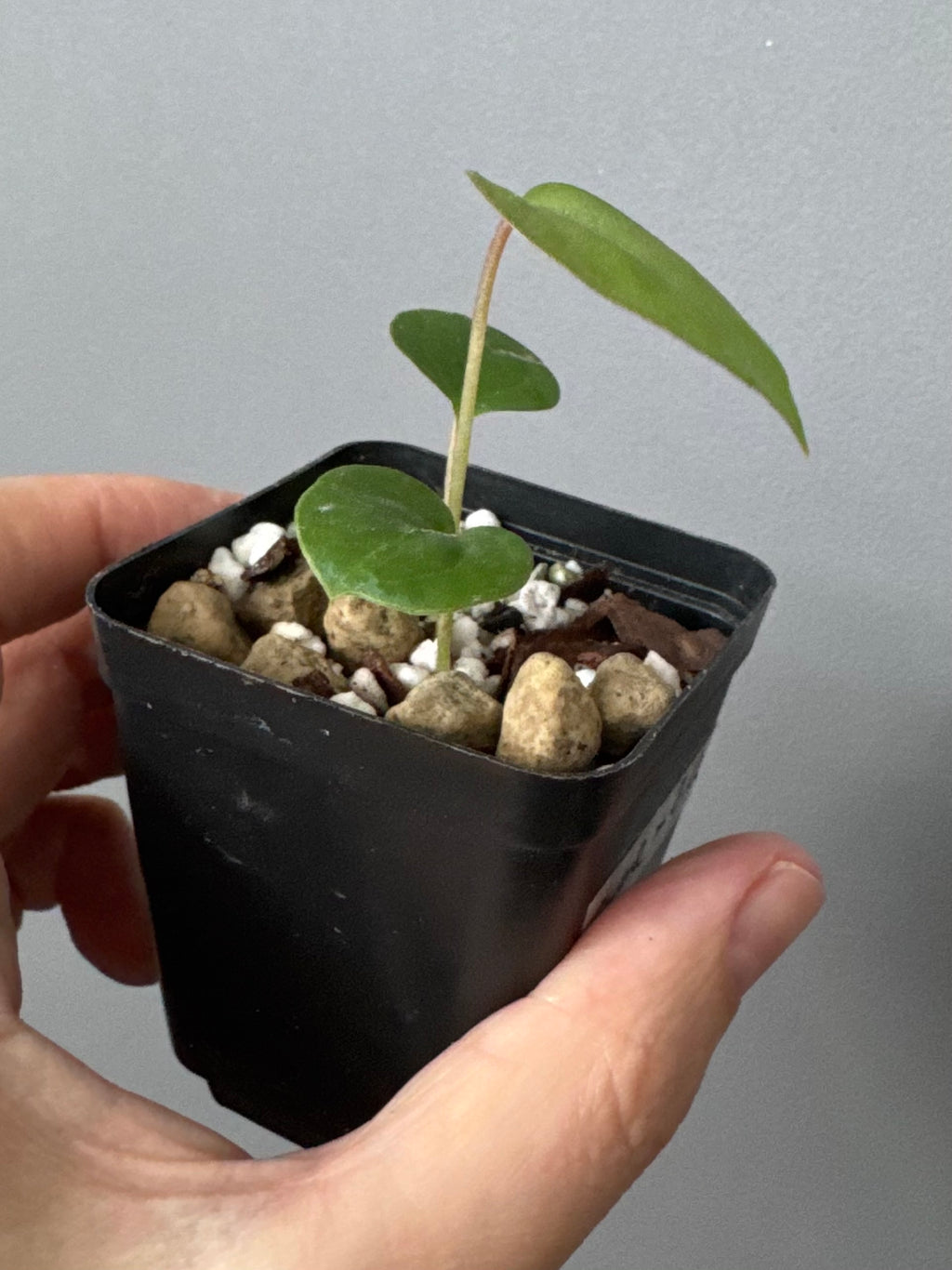 Anthurium CV Carmesim x ZxM