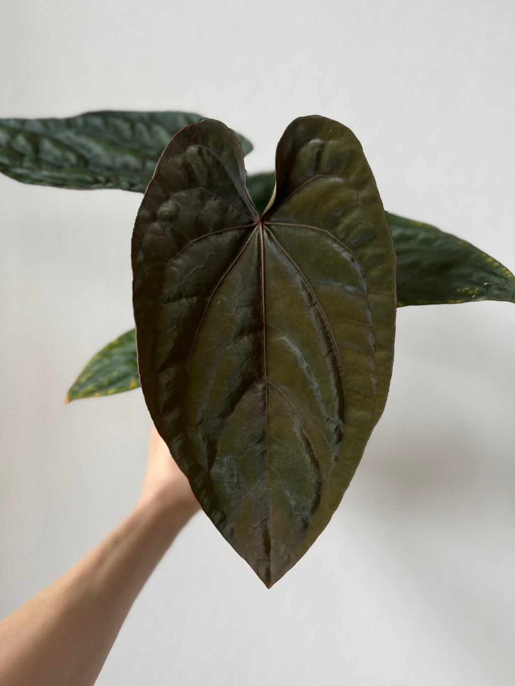 Anthurium Dressleri RG F2 x black (Grant)
