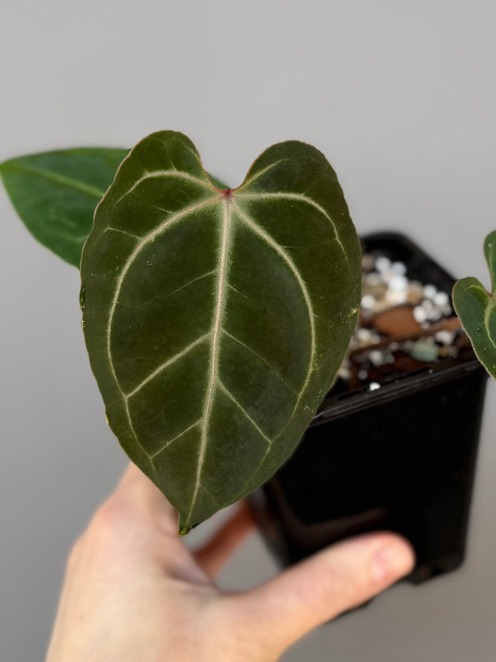 Anthurium Besseae aff. (#3)