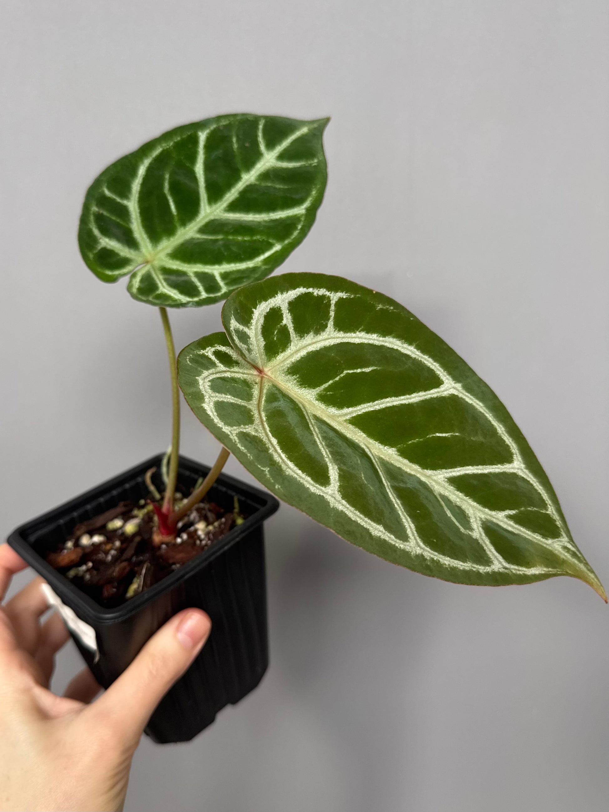 Anthurium ((magnificum x crystallinum) x NoID) X Michelle