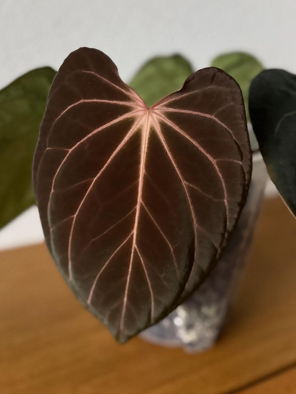 Anthurium ((RG Dressleri x Carlablackiae)xBVEP) X Carlablackiae C1