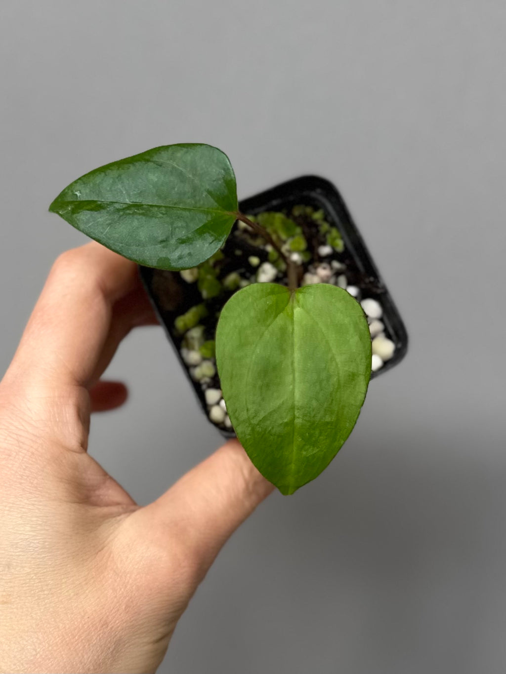 Anthurium Subsignatum x RVDP