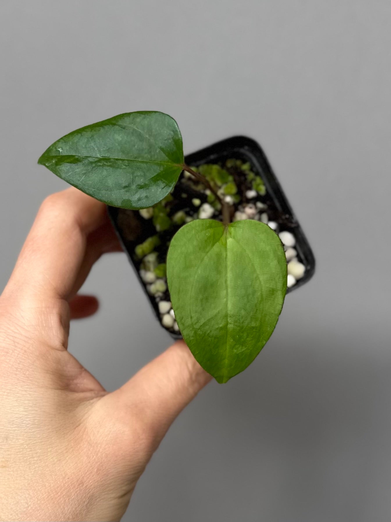 Anthurium Subsignatum x RVDP