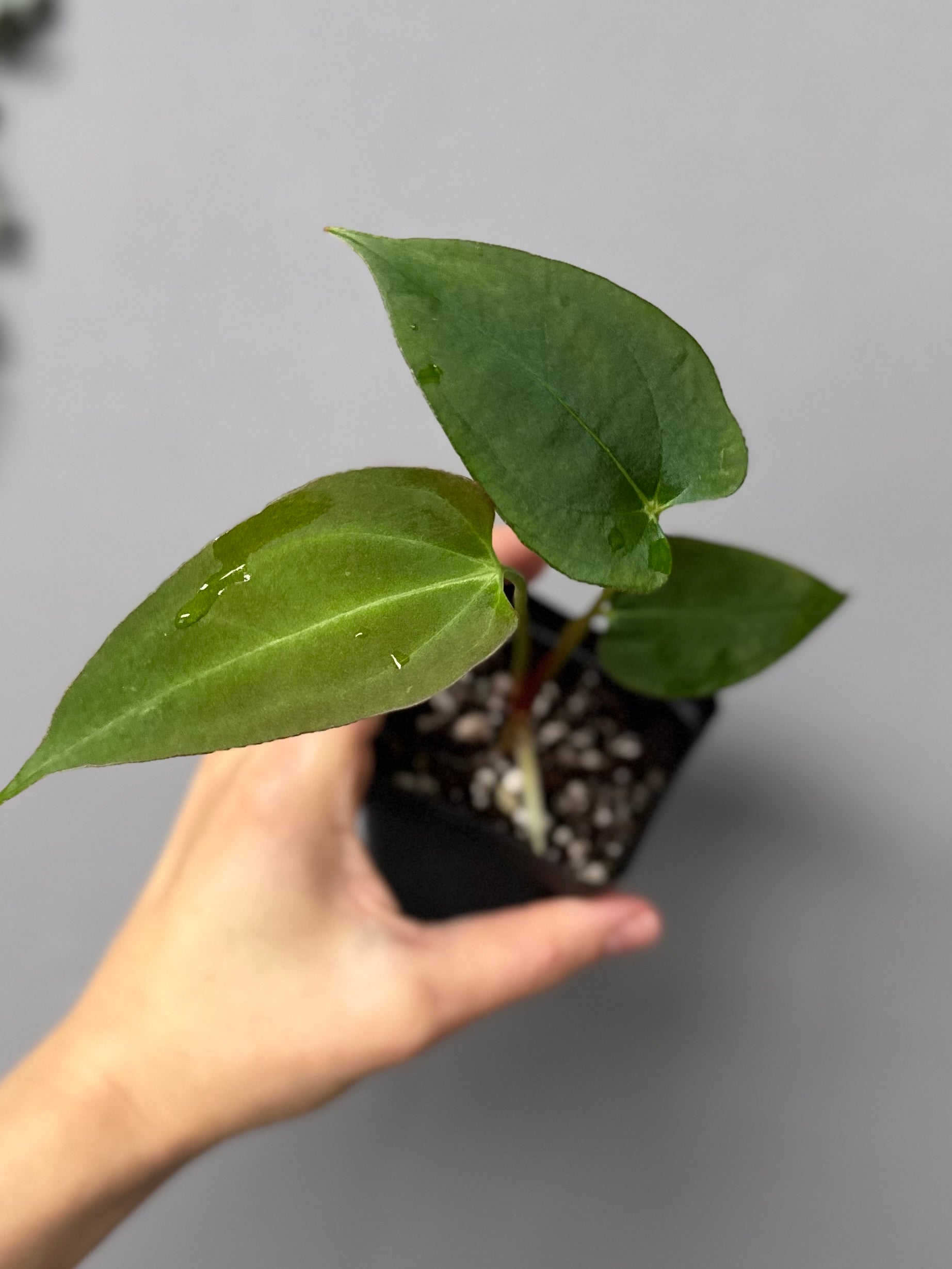 Anthurium Papillilaminum Hybrid xself