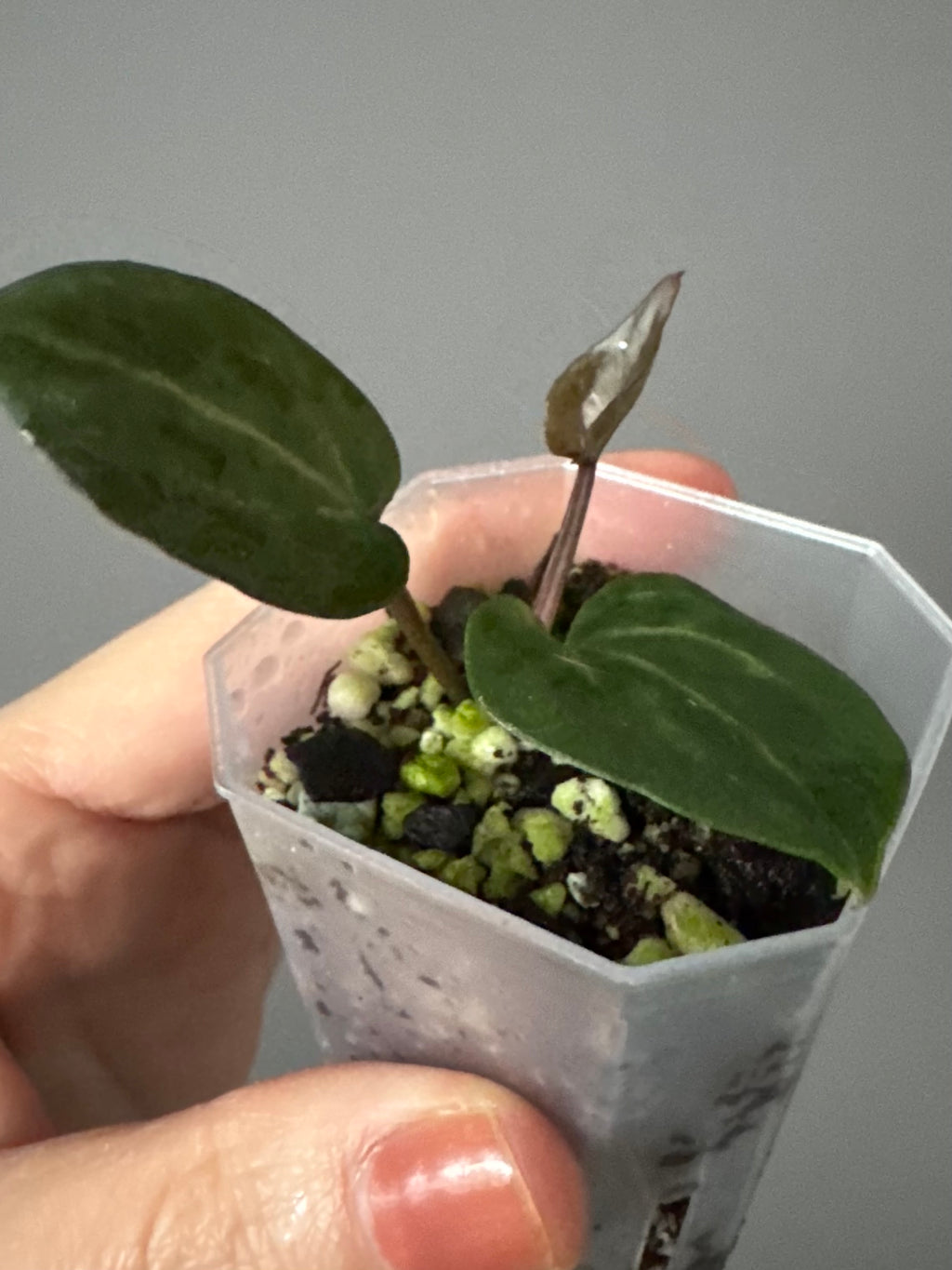 Anthurium Crystallinum Select Color x M