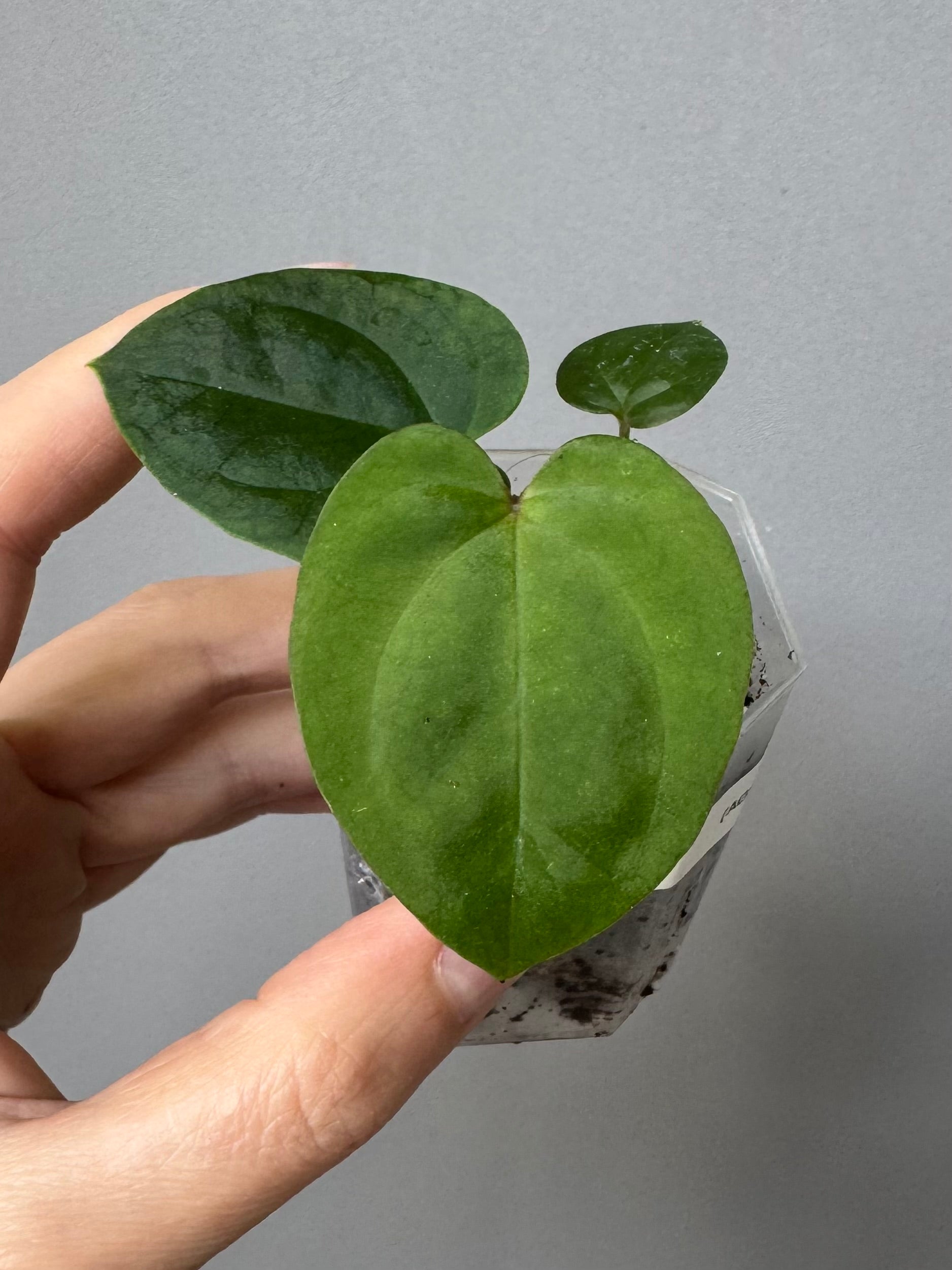 Anthurium (AOS x Carla) x RVDP