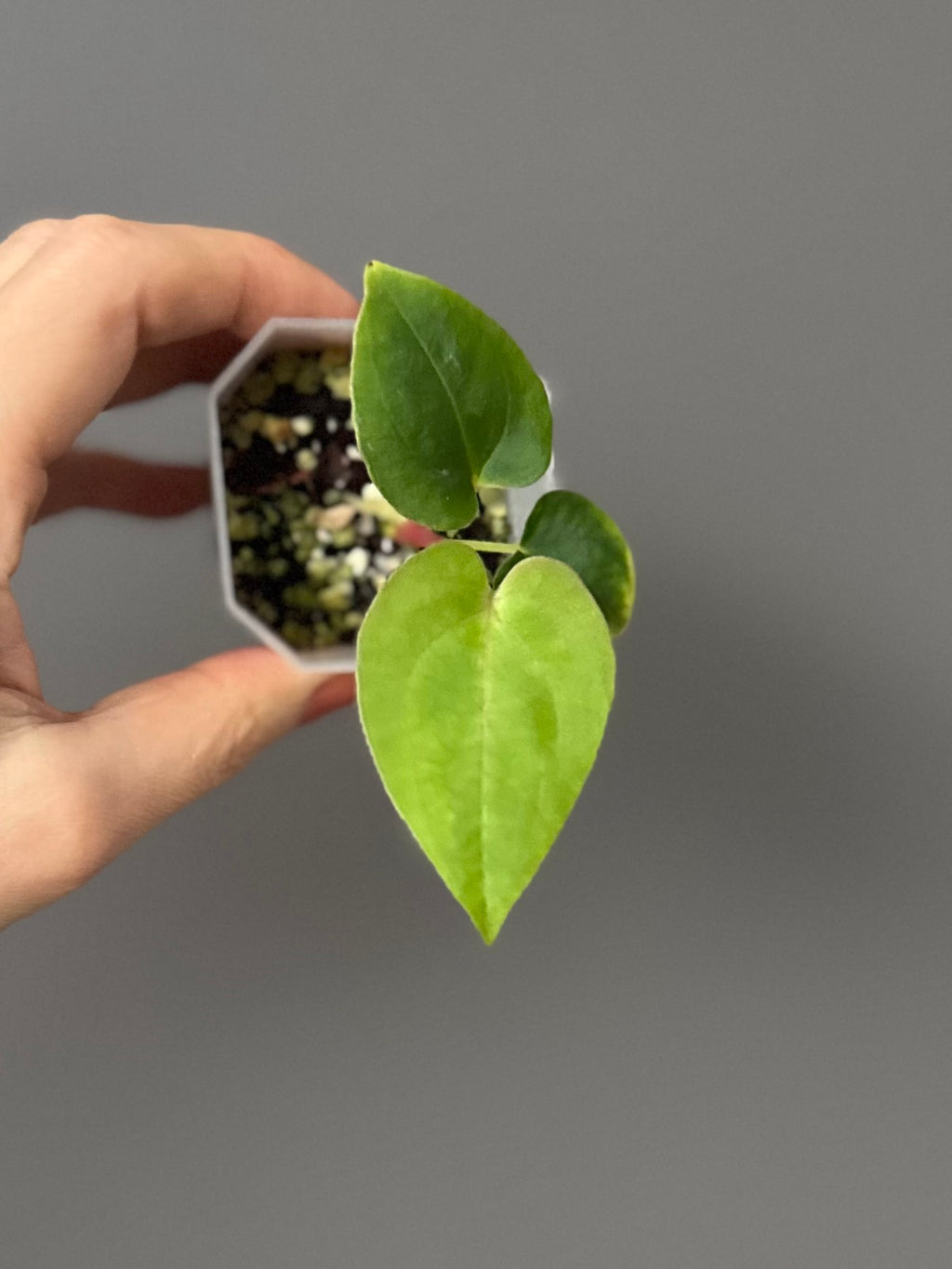 Papillilaminum K1xT5 #1