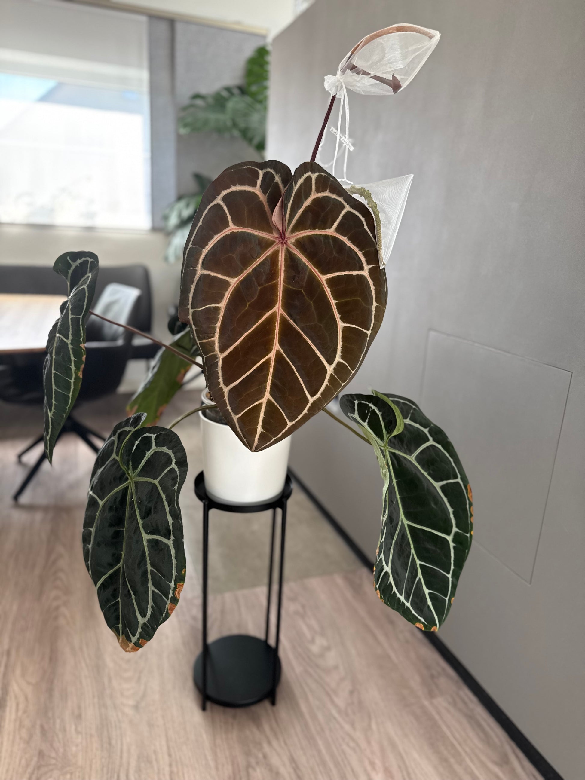 (Zara x (MxZ)) x  RVDP Clone - gekeimte Samen