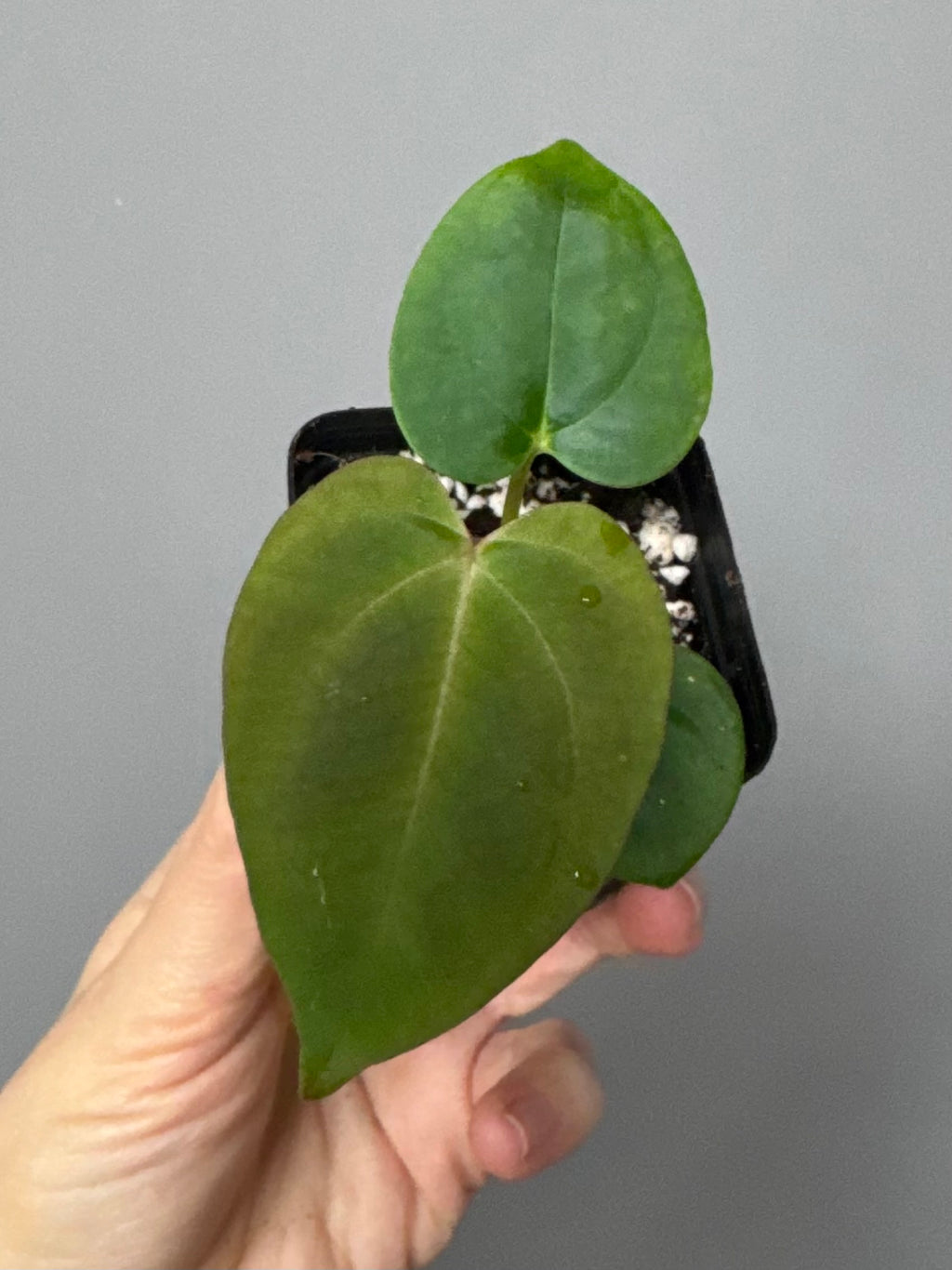 Anthurium (Papillilaminum Daniel x Besseae aff.) x  (NSE Red Crystallinum x Carlablackiae)