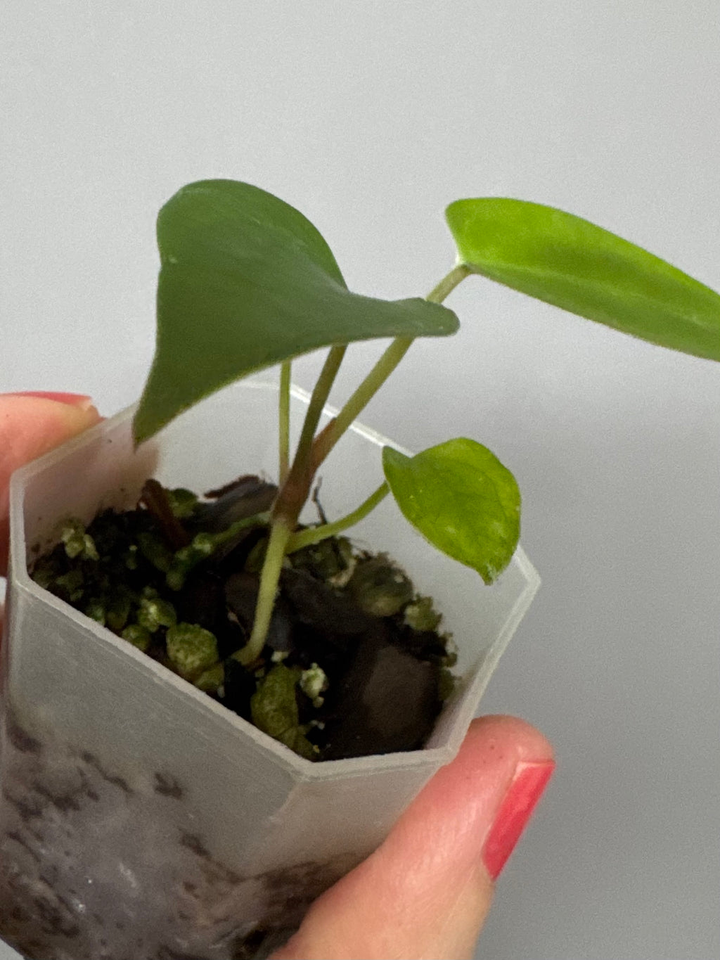 Anthurium (Indo Port x KOS) x (KOS x forgetii)