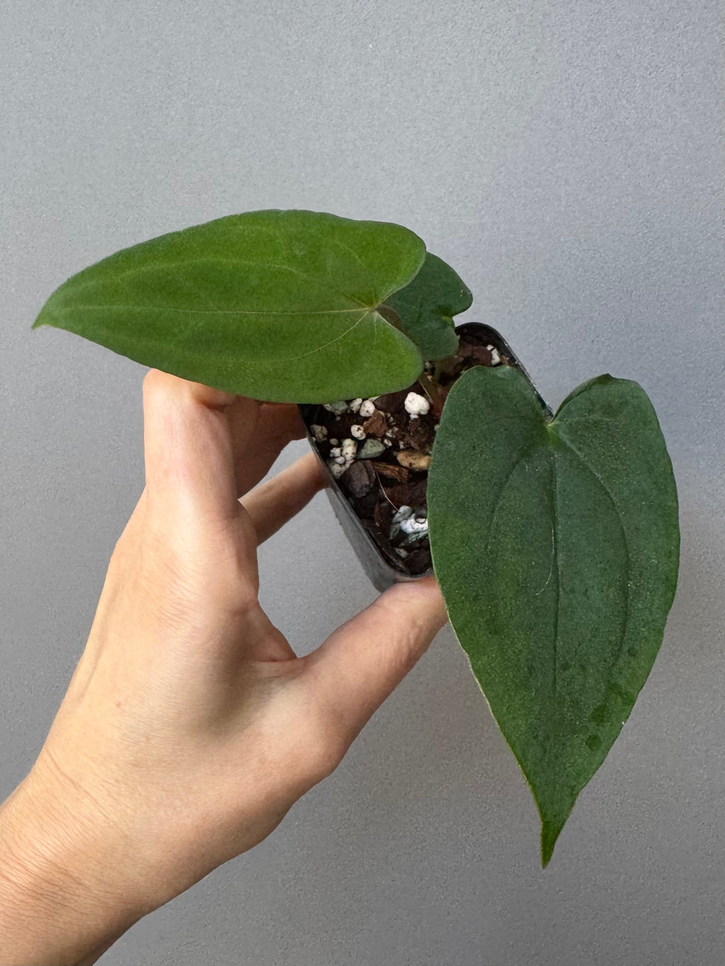 Anthurium ((Ralph Lynam x Fort Sherman) x Carla) X RVDP (greenfelicities)