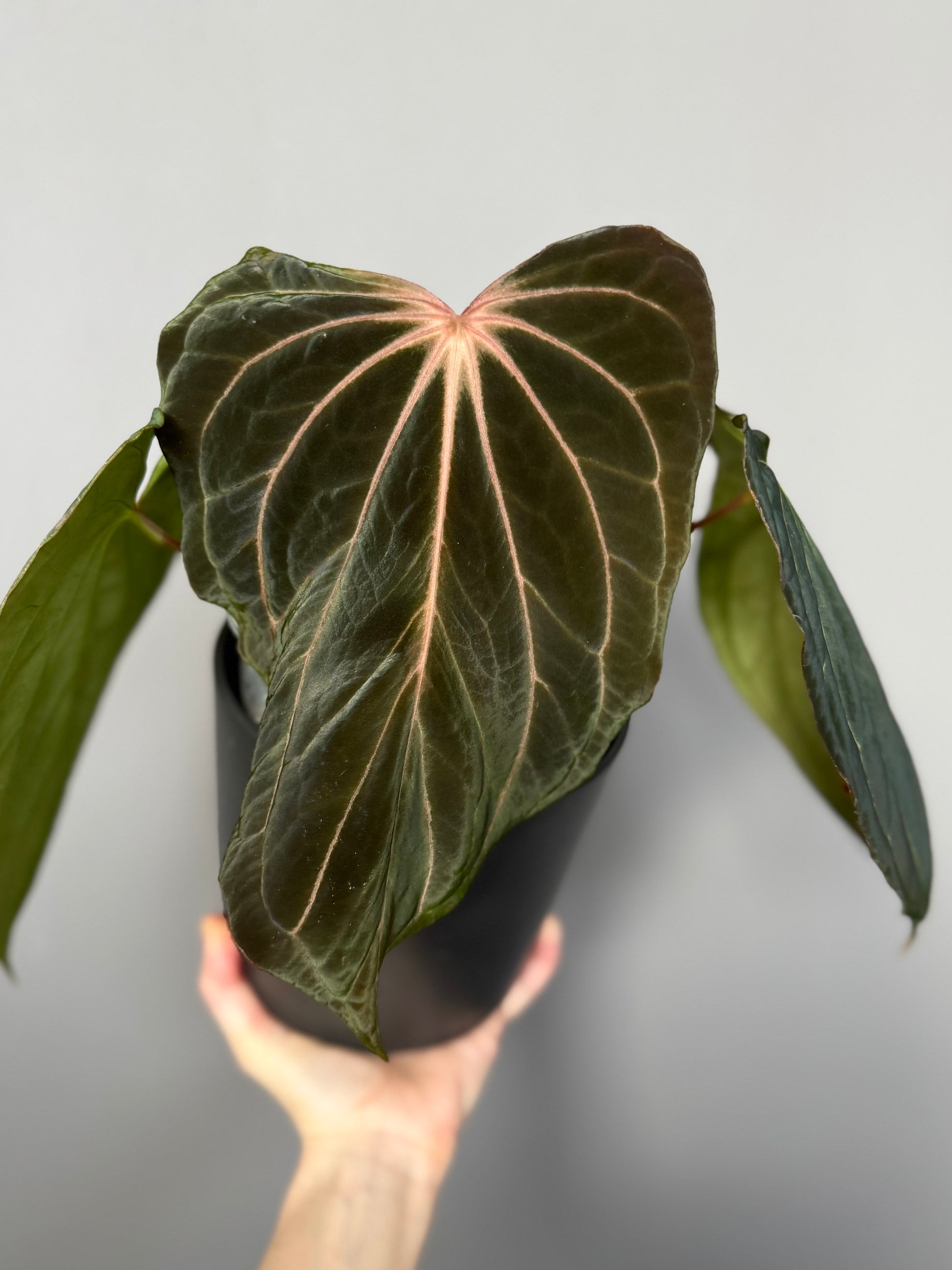 Anthurium ((RG Dressleri x Carlablackiae)xBVEP) X Carlablackiae C1