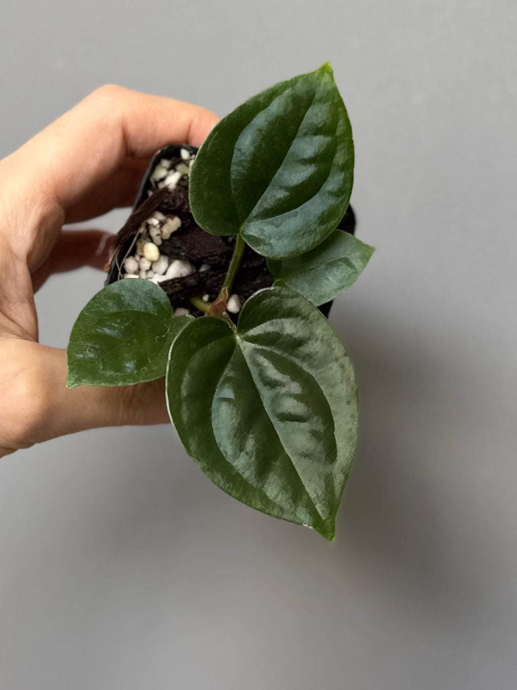 Anthurium (papillilaminum Hybrid x (KOS x Silver Blush)) X luxurians