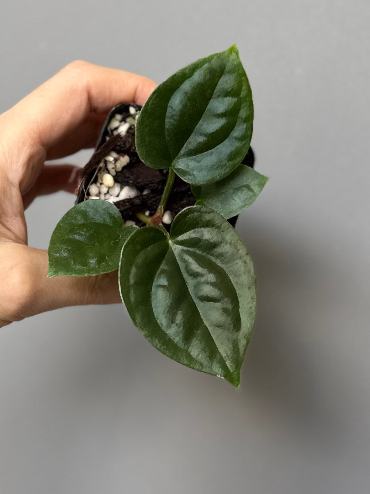 Anthurium (papillilaminum Hybrid x (KOS x Silver Blush)) X luxurians