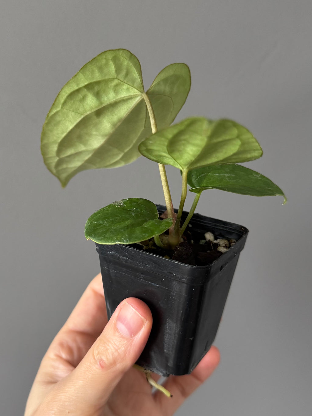 Anthurium Tezula AOS df x BVEP neon (Sarah/botanophile)