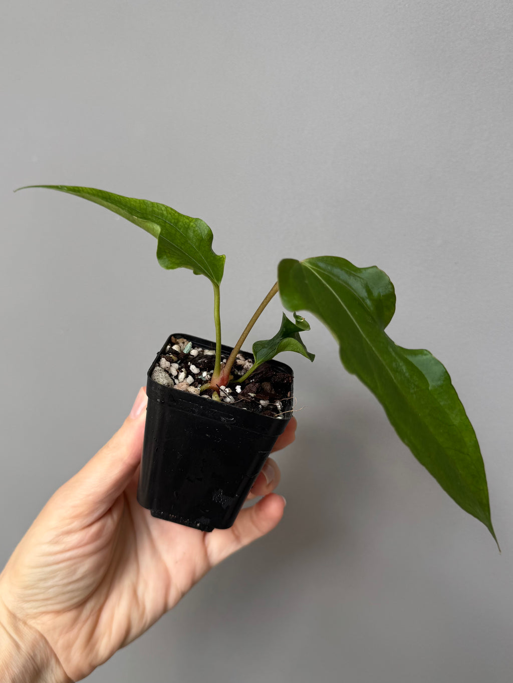 Anthurium Subsignatum Velvet x Ralph Lynam clone (#1) (by mathiuxaroid)