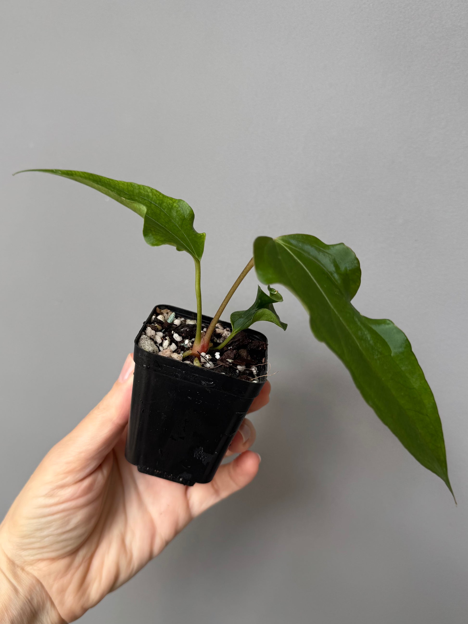 Anthurium Subsignatum Velvet x Ralph Lynam clone (#1) (by mathiuxaroid)