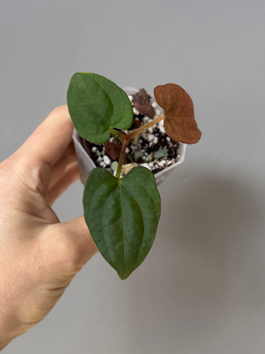 Anthurium Dressleri RG F2 x black (Grant)