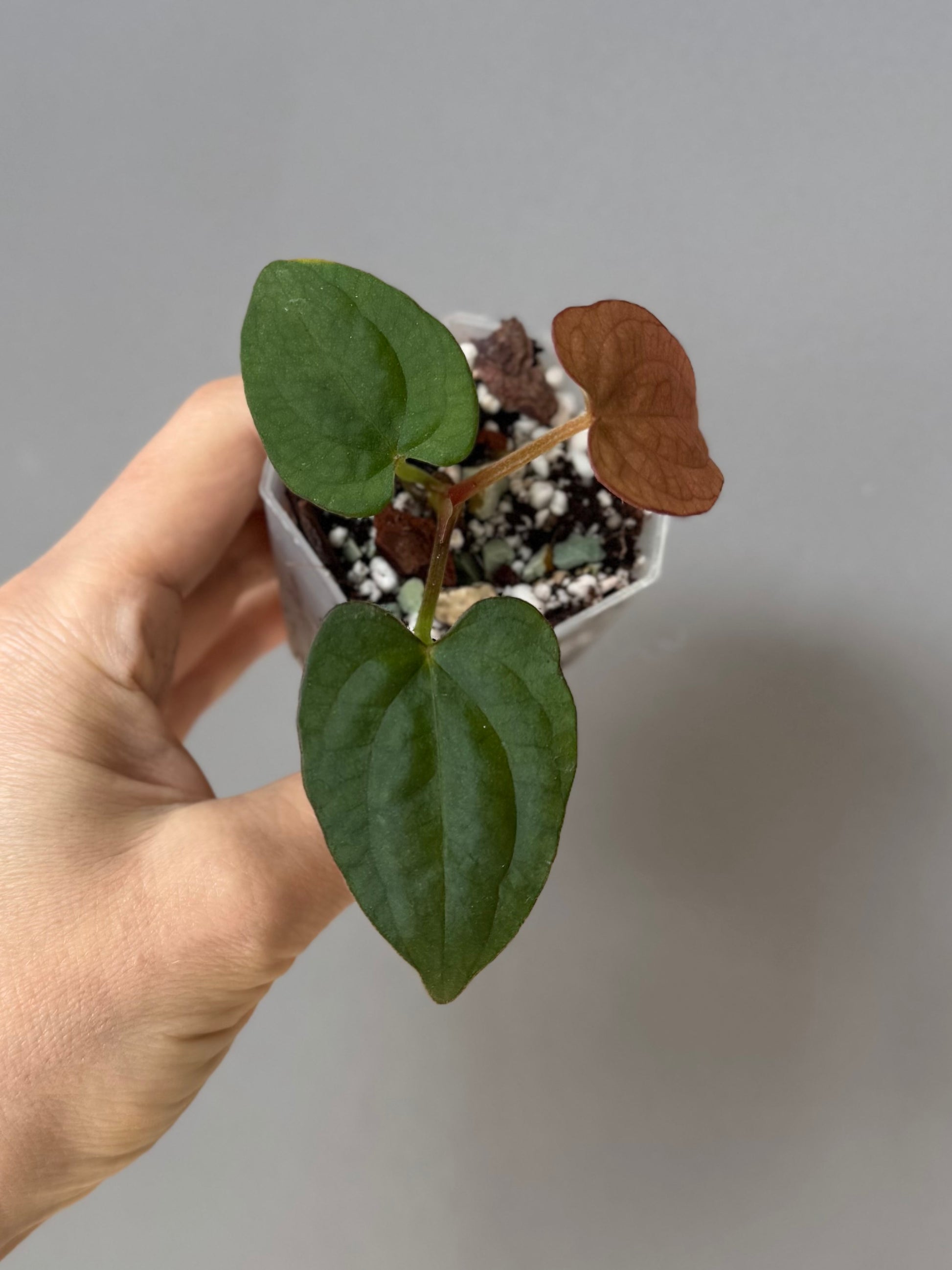 Anthurium Dressleri RG F2 x black (Grant)
