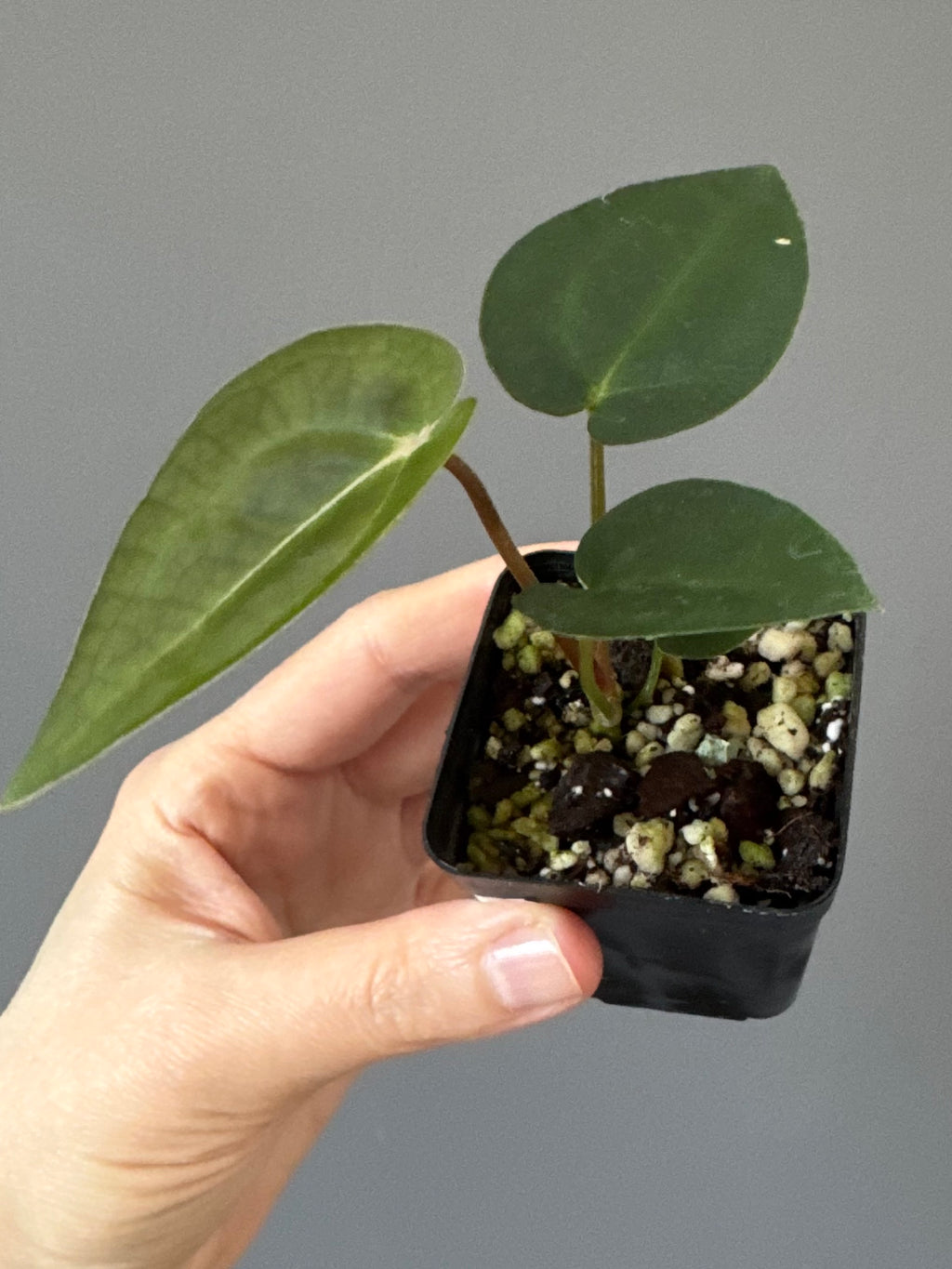 Anthurium (AOS x forgetii) x (NSE Red Crystallinum x Carlablackiae)