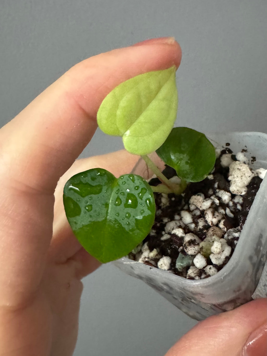 Anthurium (NoID x Papi Indo #2) x  (NoID x Papi Indo #1)