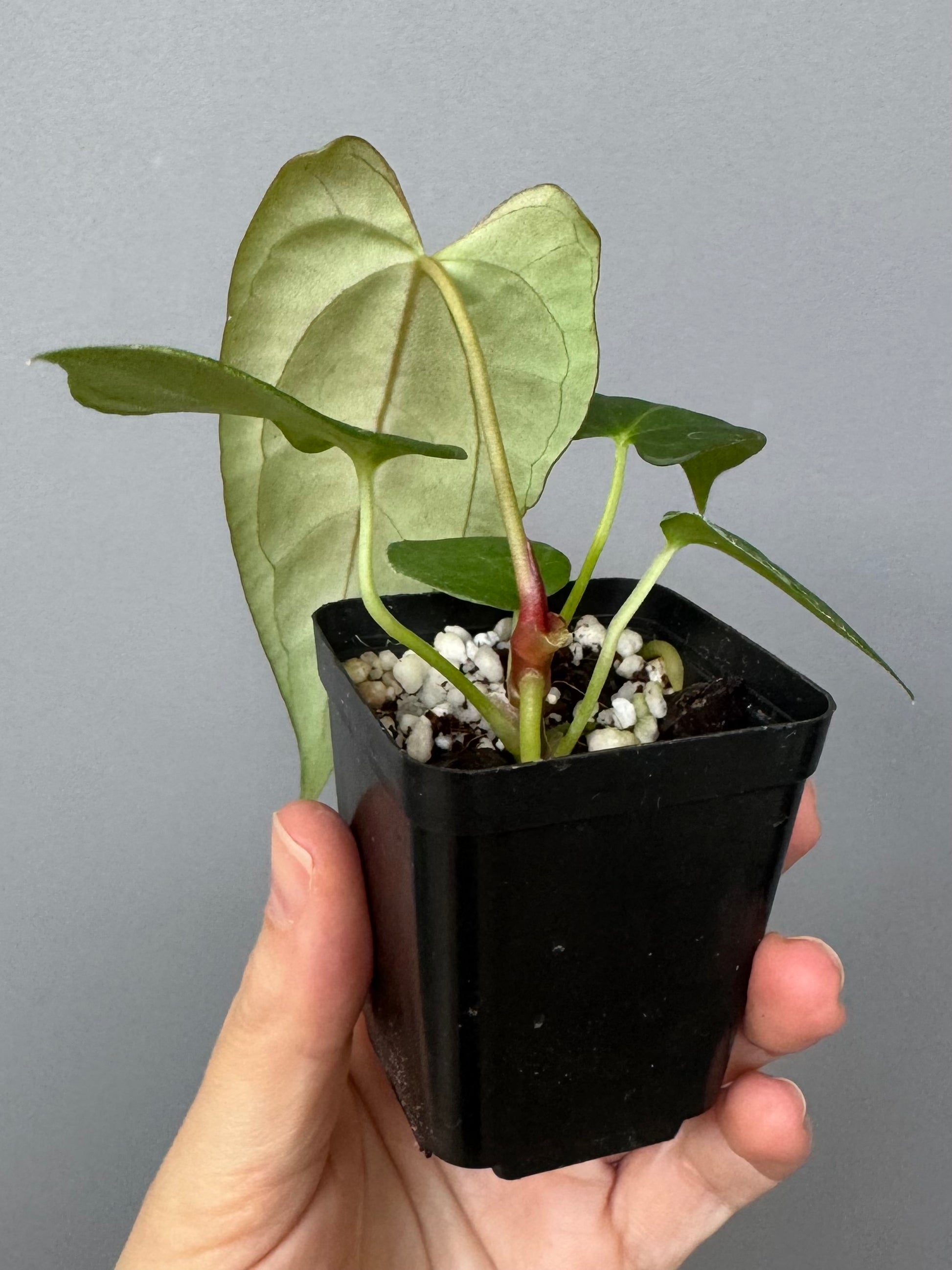 Anthurium (NoID x Papi Indo #2) x  (NoID x Papi Indo #1)